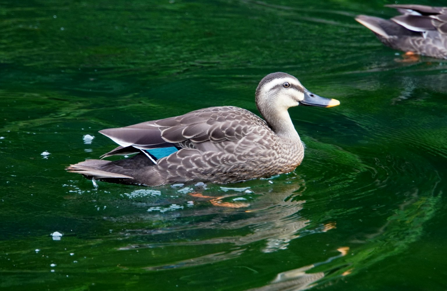 Ente schwimmt auf grüner Wasseroberfläche