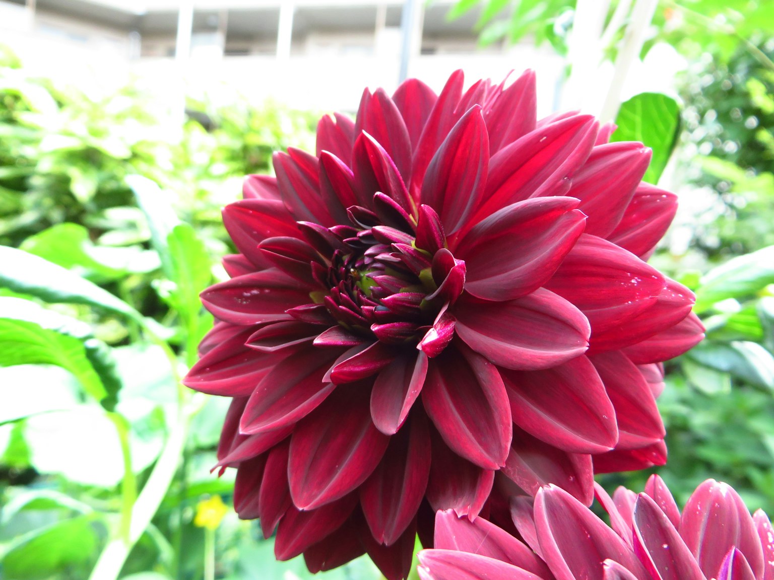 Fleur de dahlias rouges vibrants sur fond vert