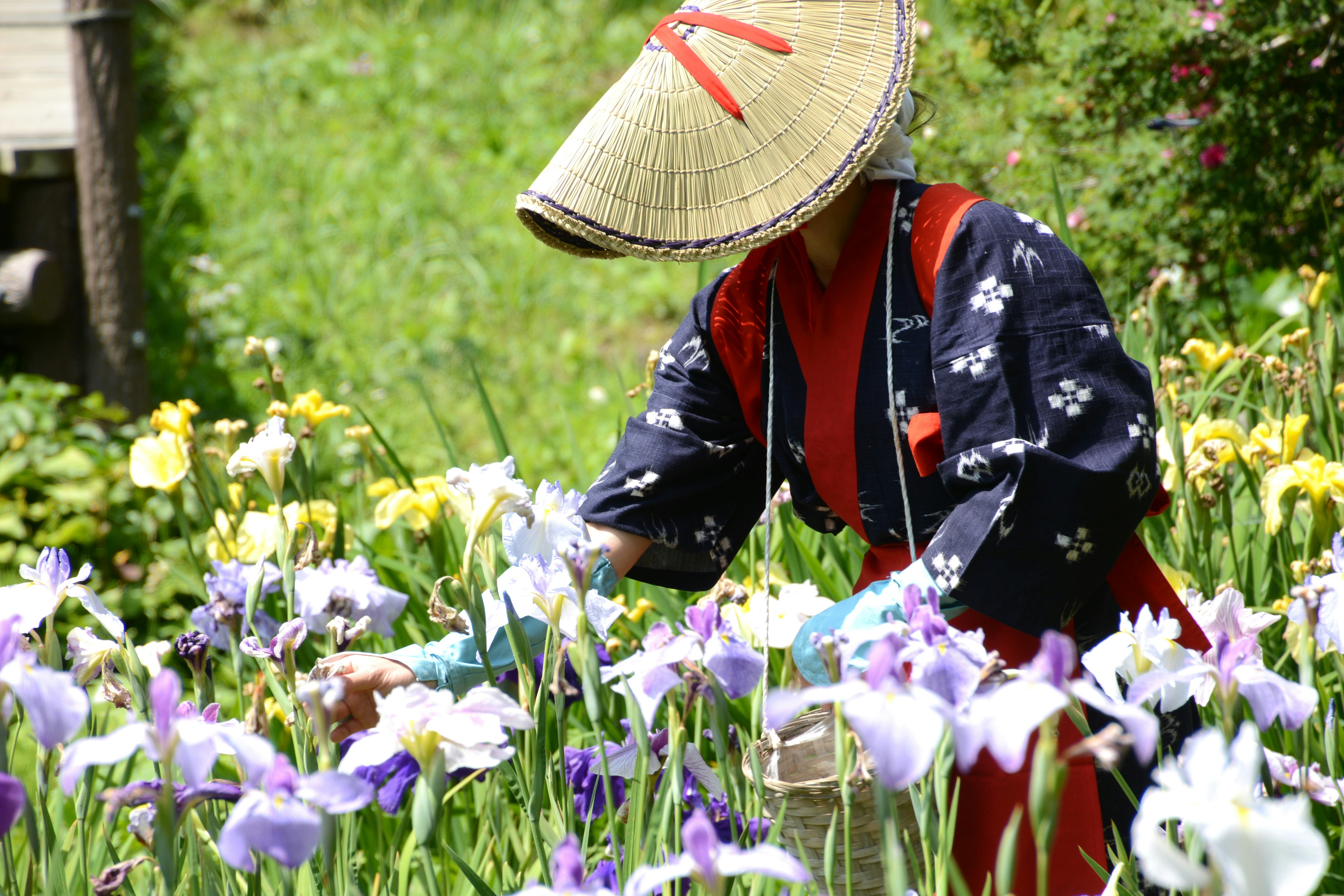 花菖蒲園で紺の絣と茜のたすきの早乙女