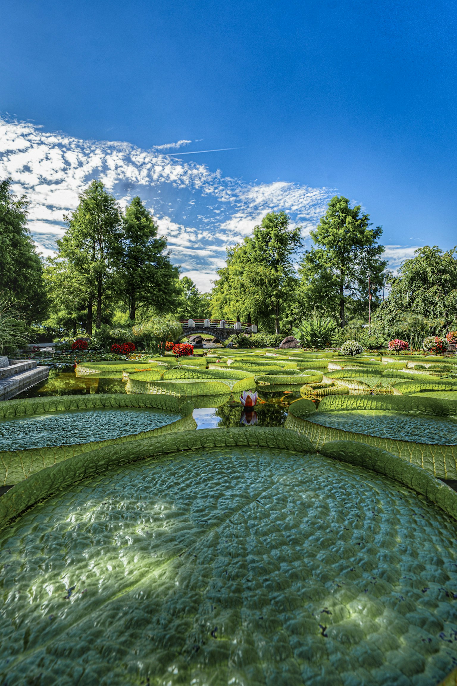 Beautiful garden landscape with green grass and blue sky colorful flowers scattered
