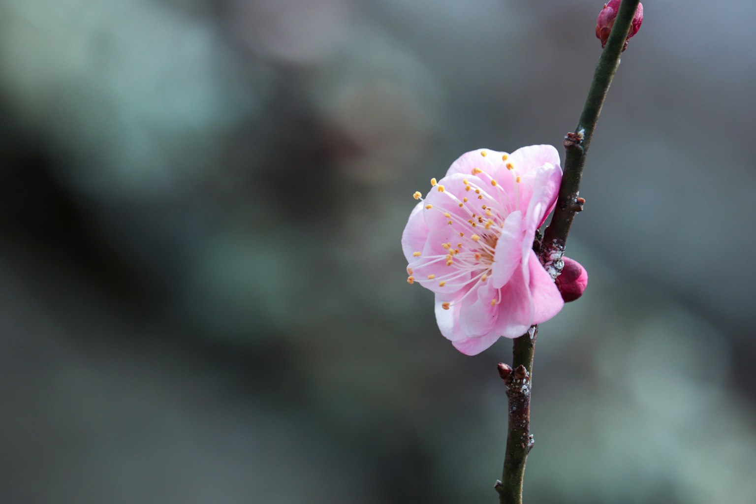 Hình ảnh đẹp của một bông hoa hồng nhạt nở trên cành