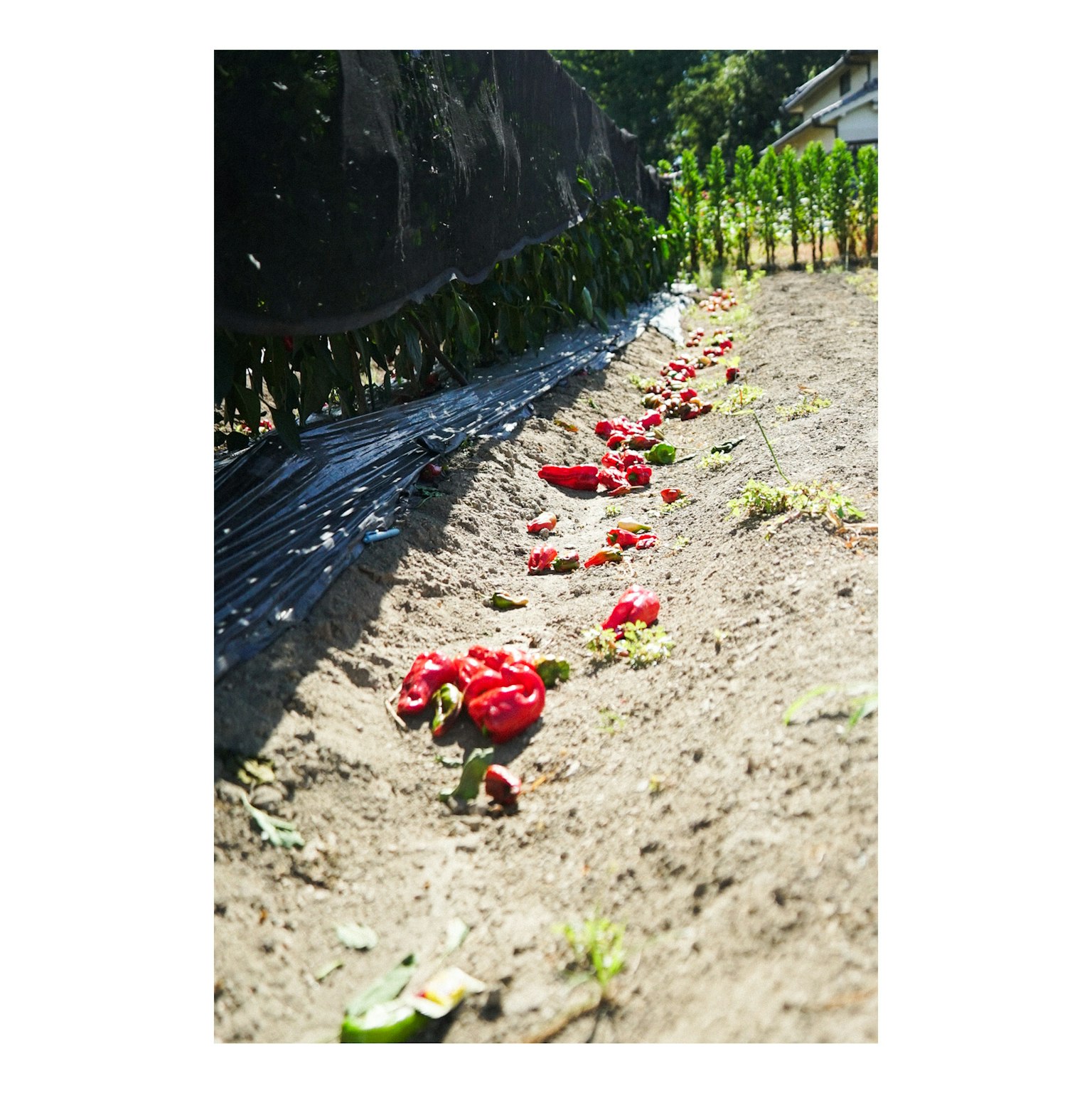 Campo con verdure rosse sparse lungo le file
