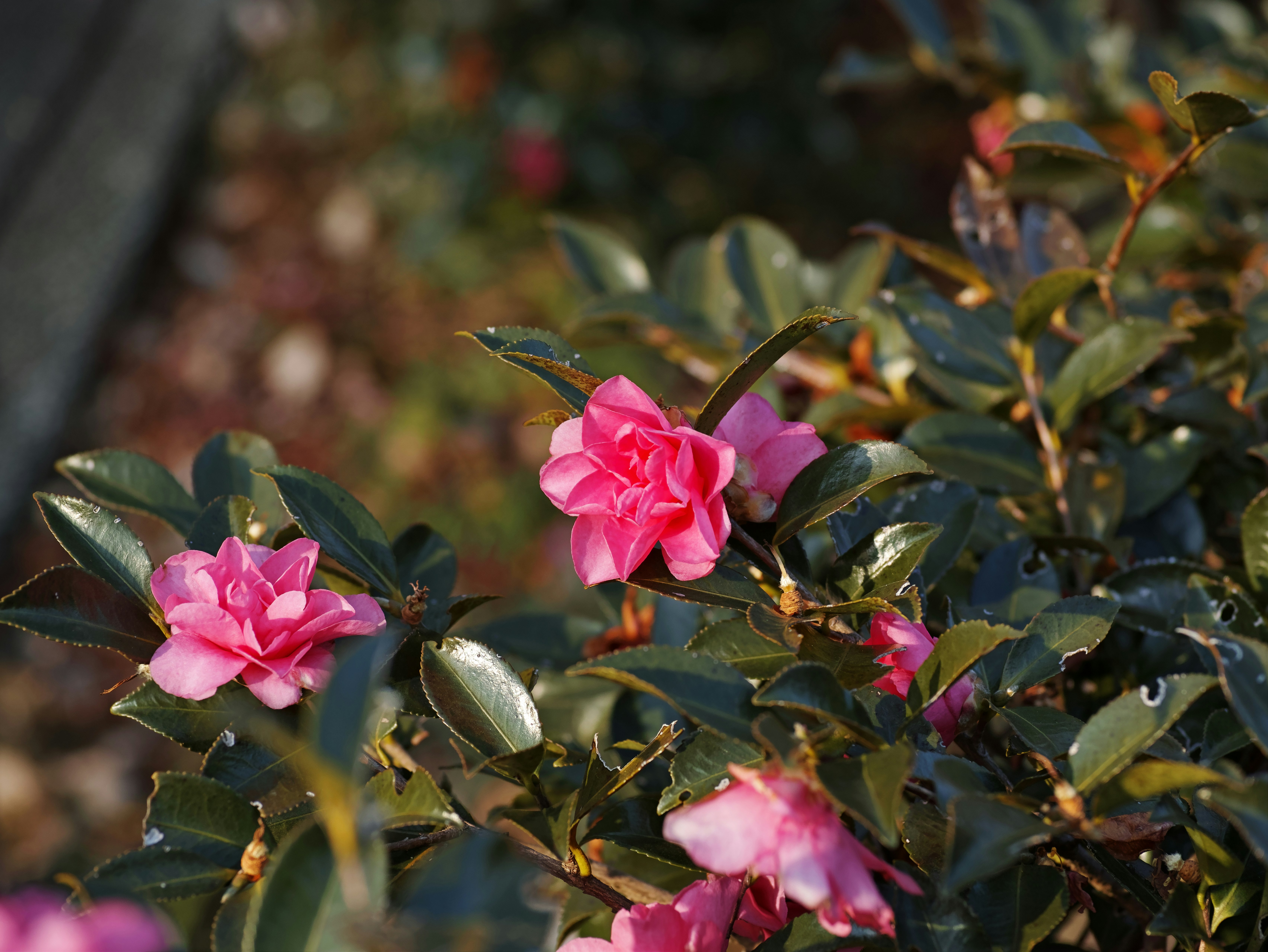 Beautiful pink flowers blooming on a green leaf plant