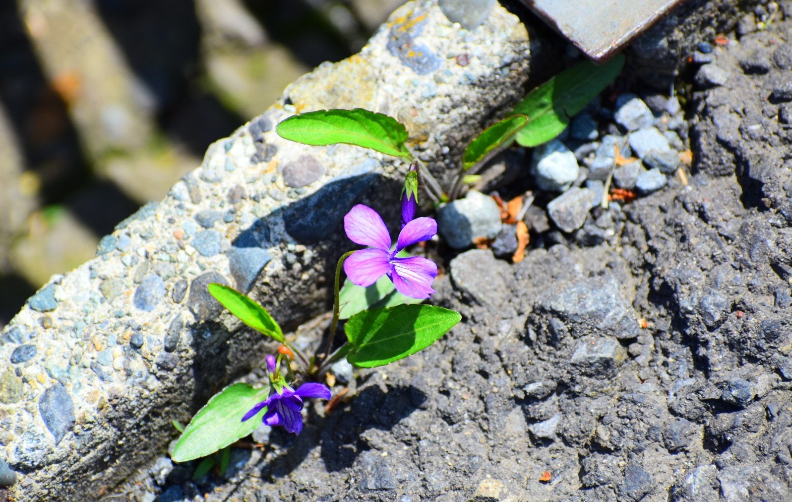 道端の石の間に咲くスミレの花