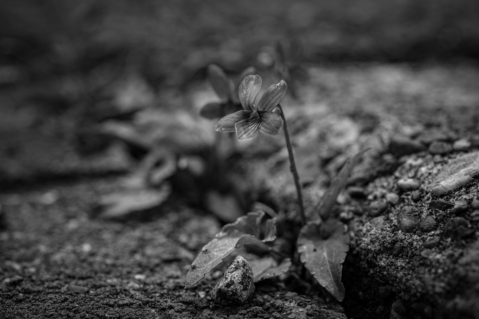 photo-M8niLpzfzsFNfzp6CVv0-image