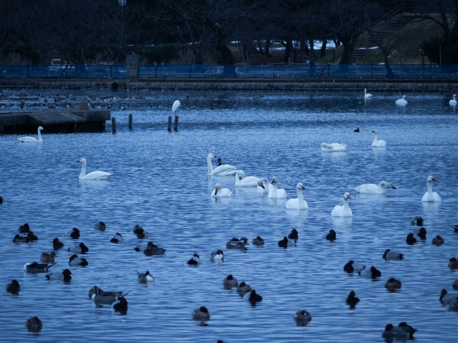 Cigni e anatre che nuotano in un lago blu tranquillo