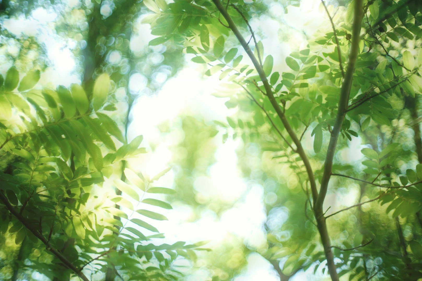 木々の葉が光を透かす緑の林の風景