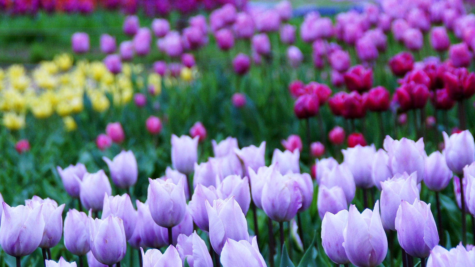 Lebendiges Blumenfeld mit lila Tulpen zwischen rosa und gelben Blüten