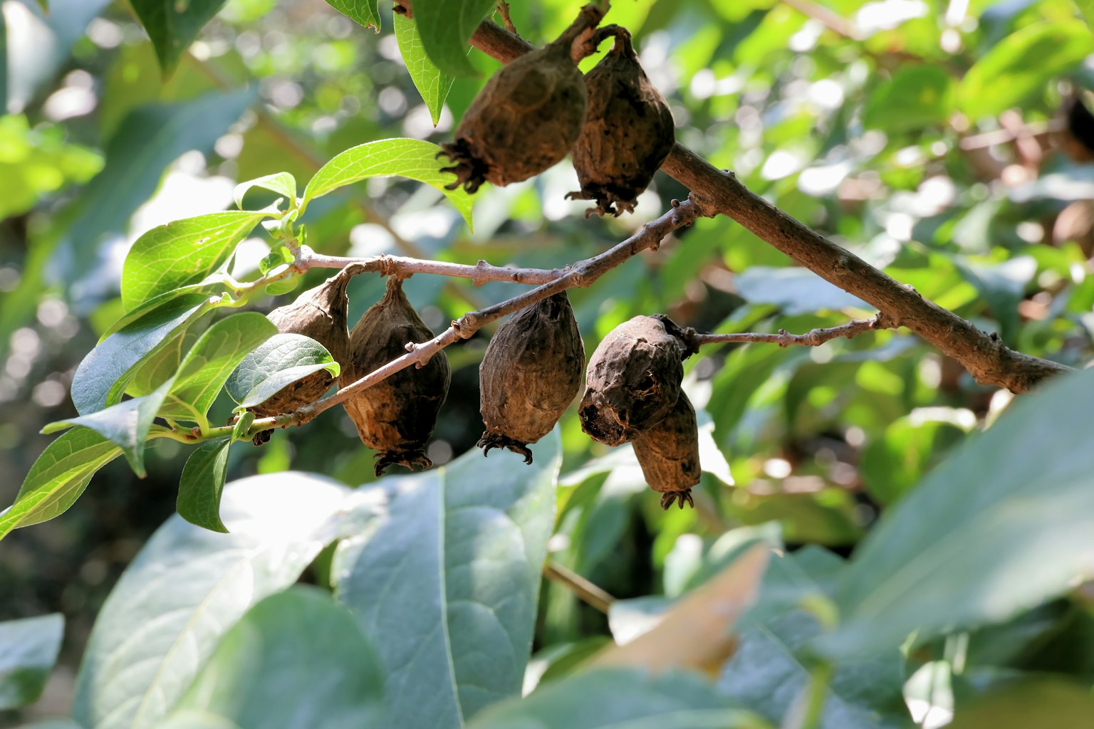 Diversi frutti marroni appesi a un ramo circondato da foglie verdi