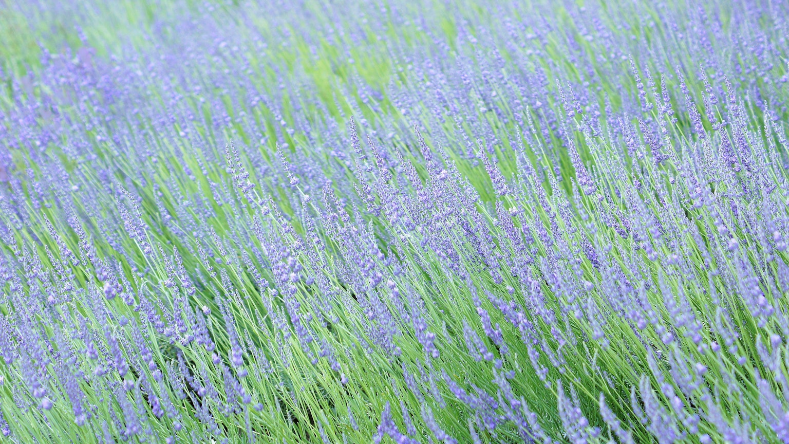 Lavendelfeld, das im Wind mit lila Blumen und grünem Gras weht