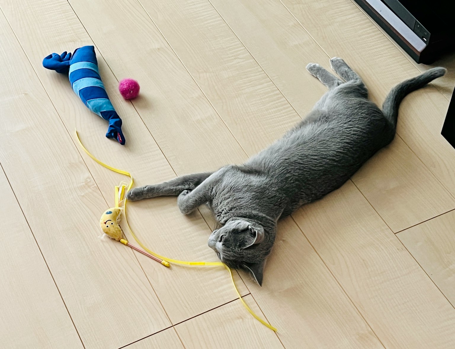 Gato gris acostado en el suelo rodeado de juguetes