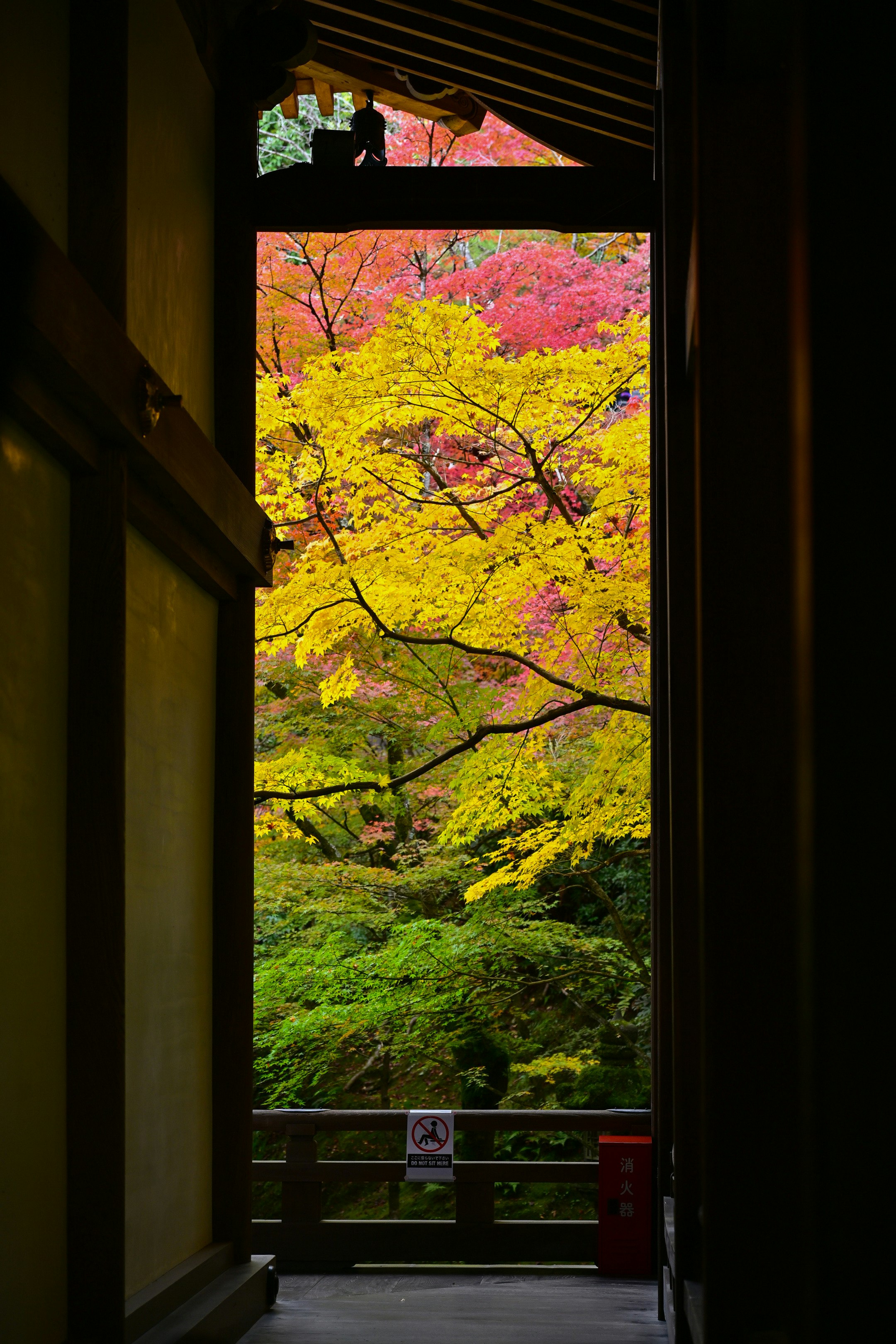 永观堂禅林寺走廊窗外的秋季红叶景