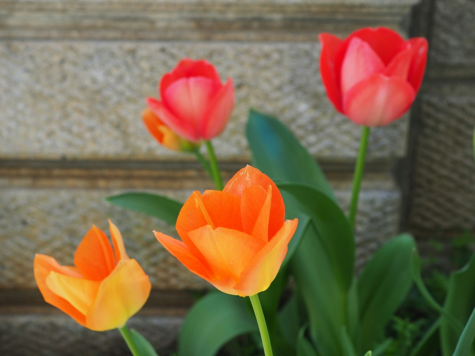 A photo of blooming orange and red tulips in a garden