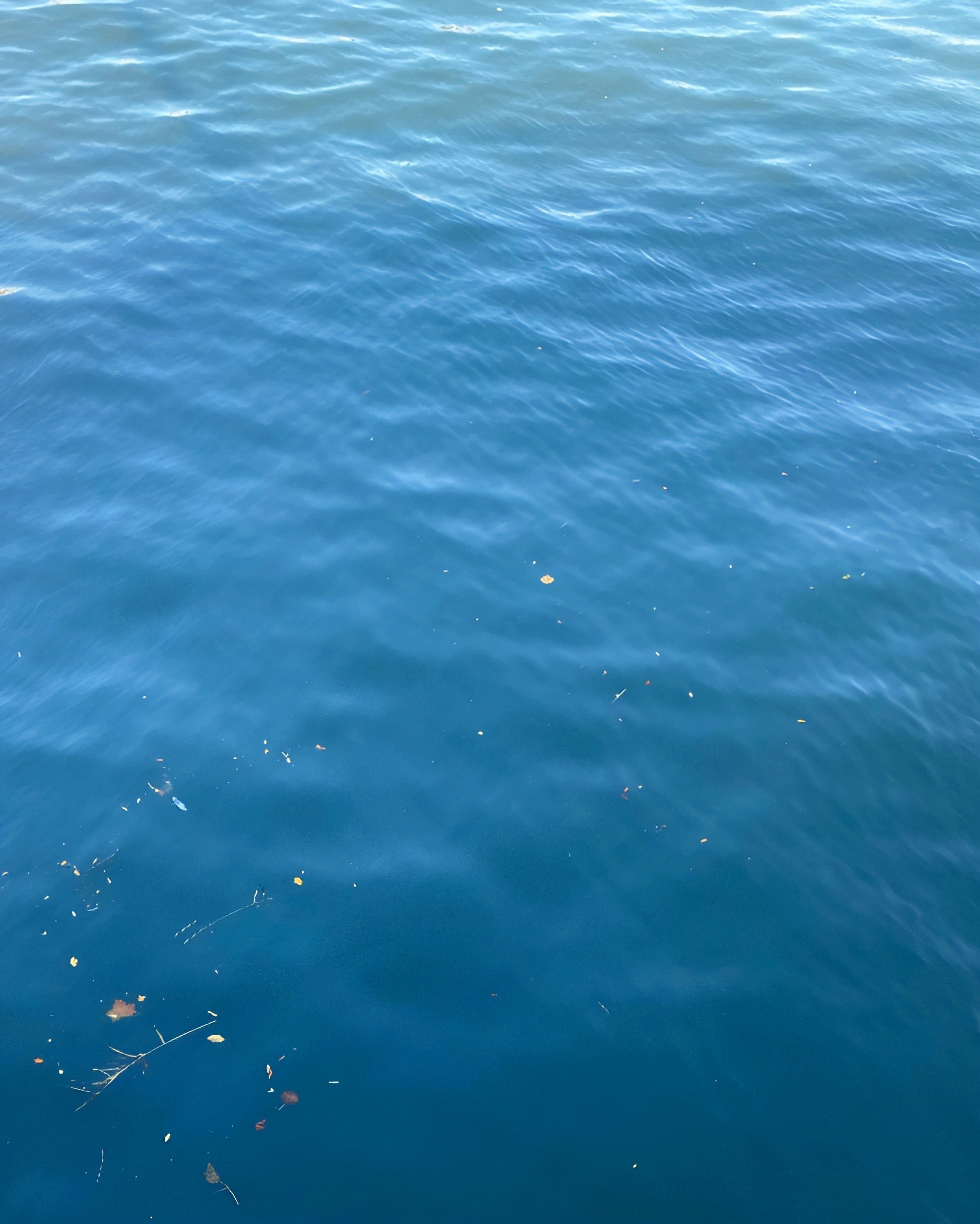 青い海面に浮かぶ小さな漂流物のある水面
