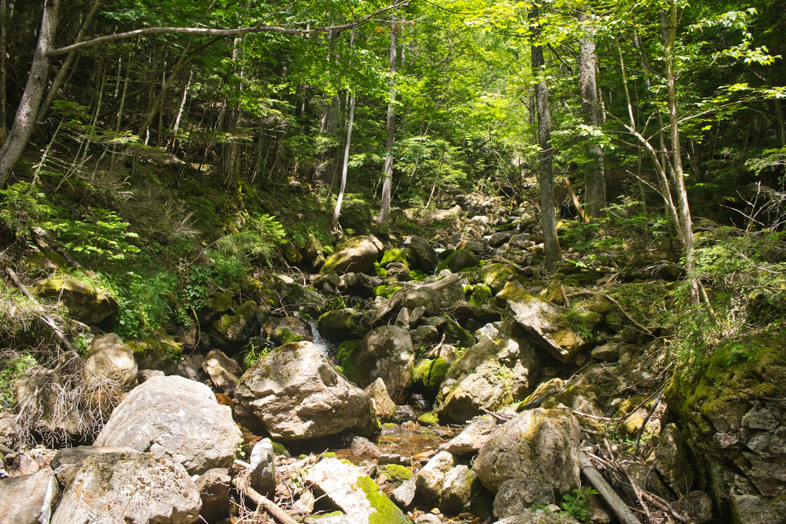 Una scena forestale serena con un ruscello che scorre tra grandi rocce e vegetazione lussureggiante