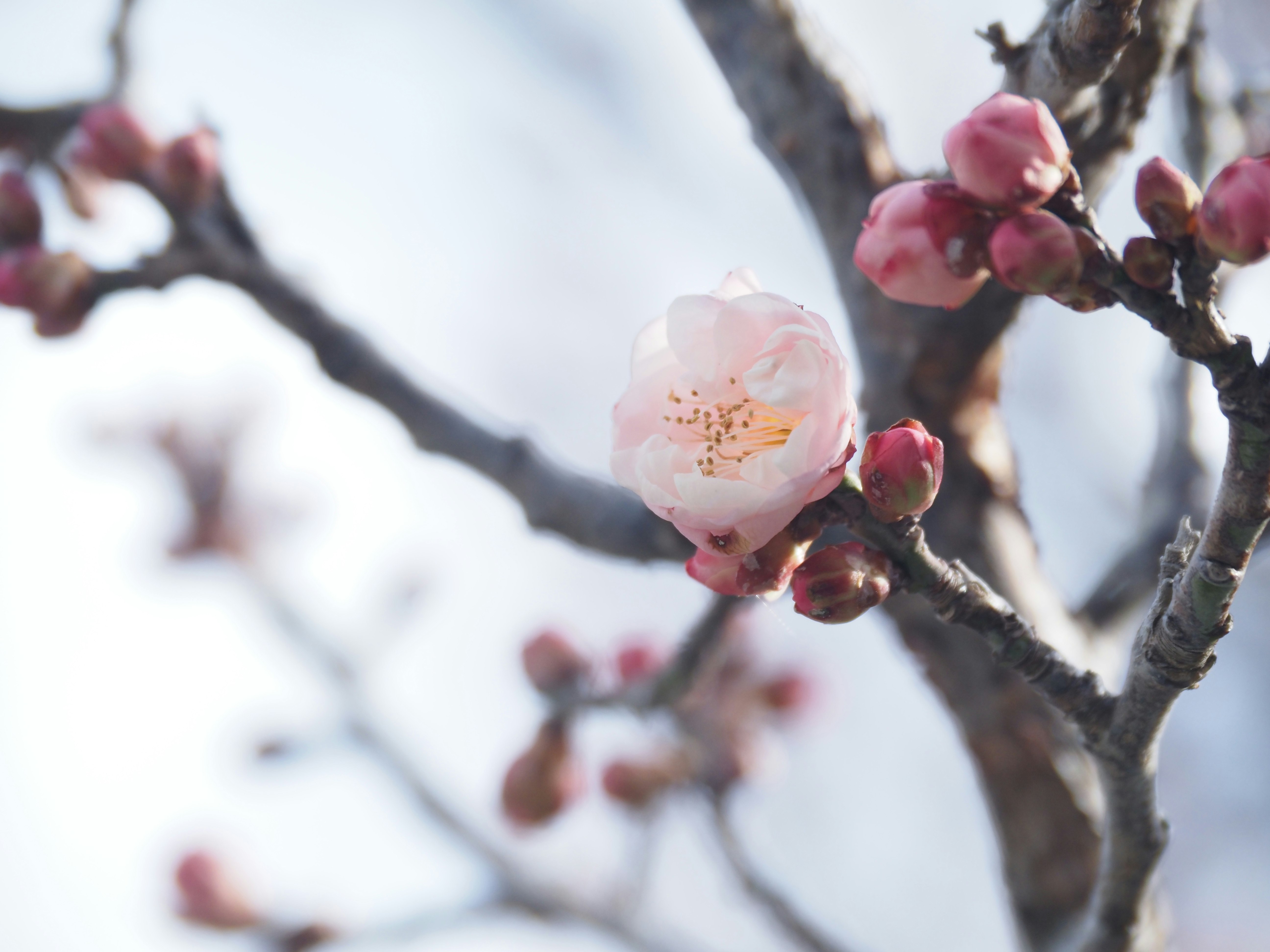 Nahaufnahme von Pflaumenblüten an einem Zweig