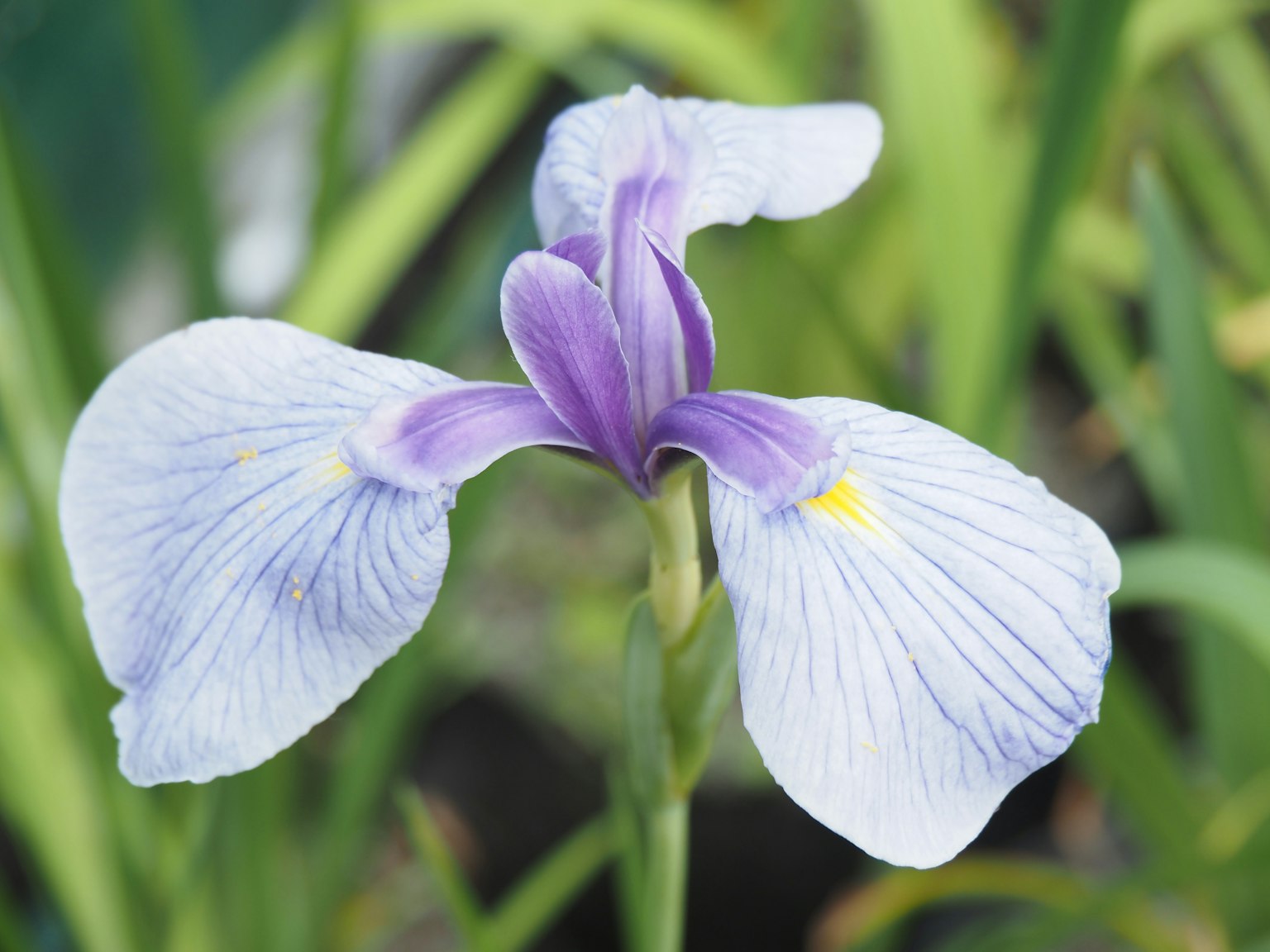 Primer plano de una flor de iris con pétalos morados claros