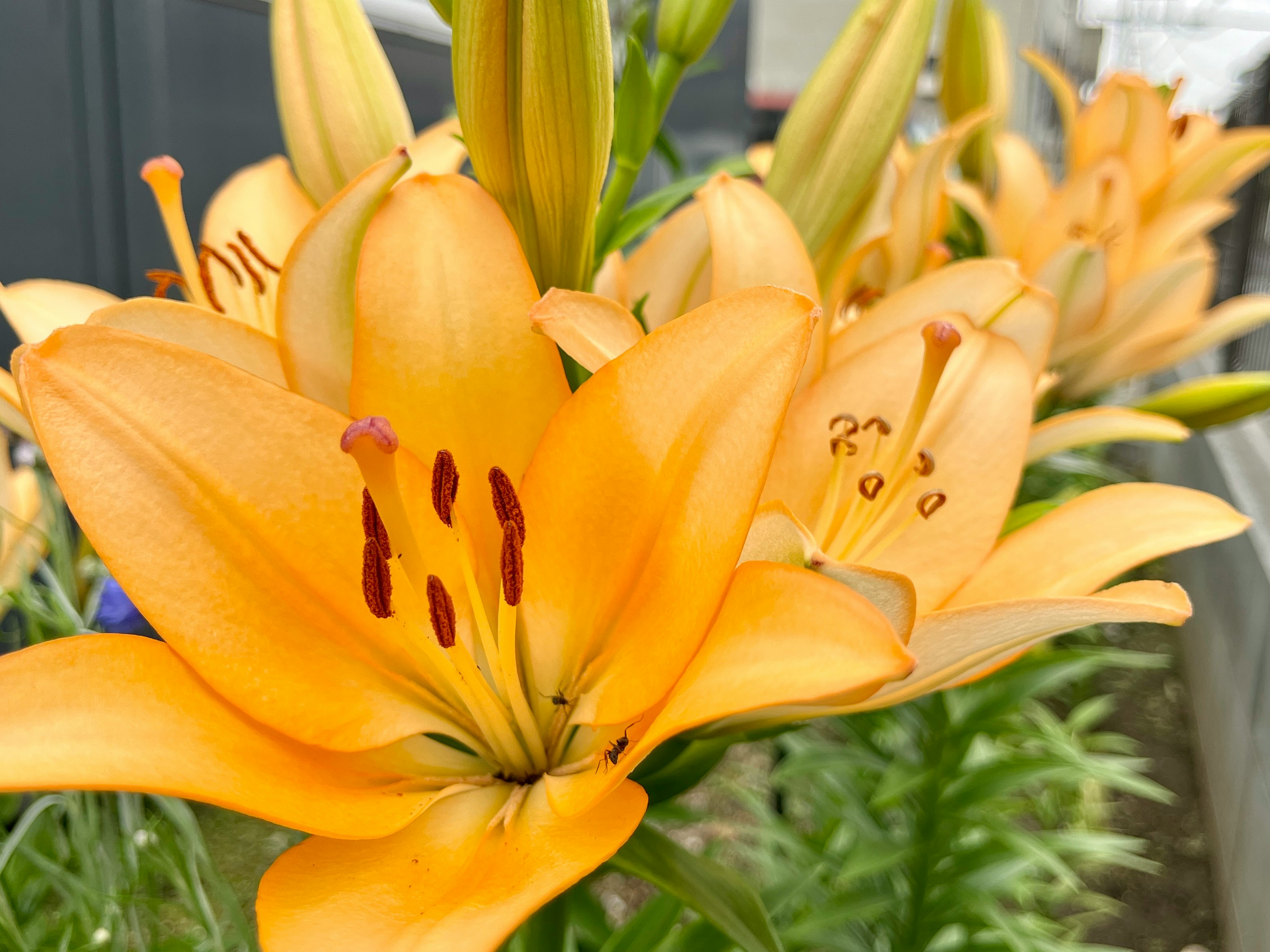 Close-up of orange lilies blooming in a cluster