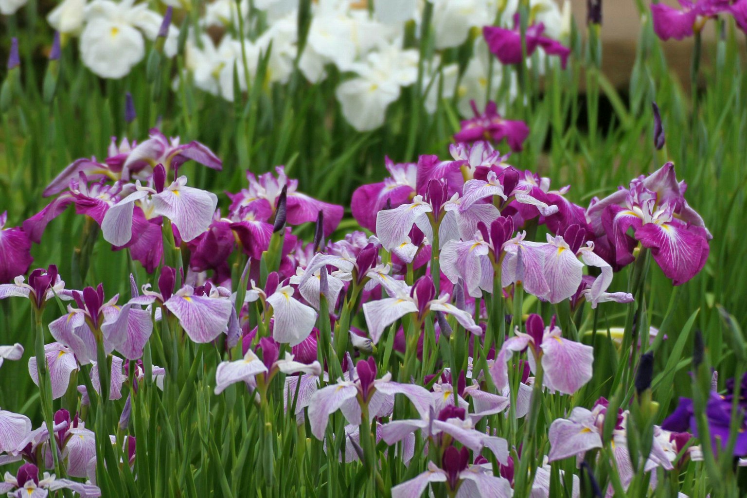 Colorful iris flowers blooming in a garden scene