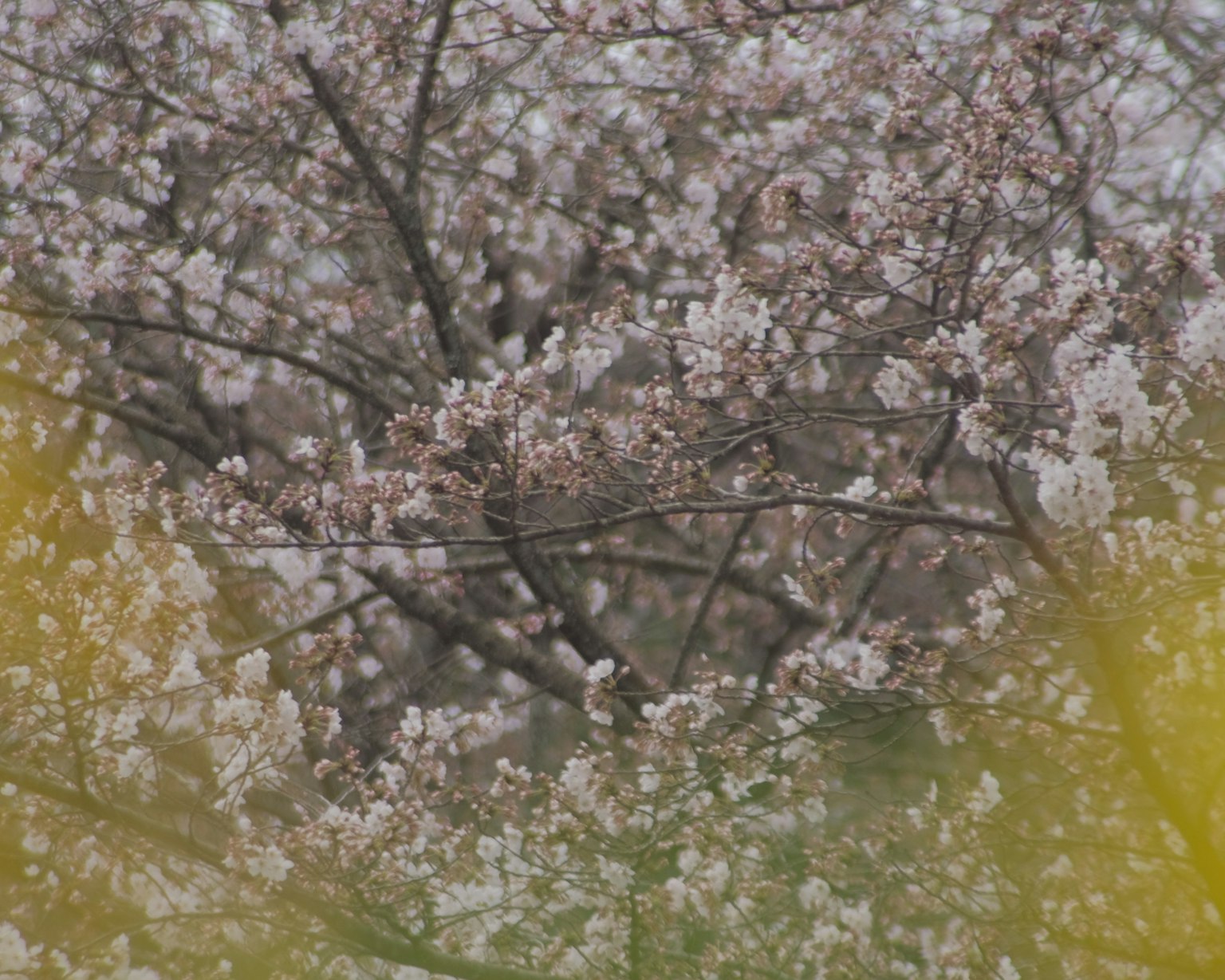 櫻花盛開的樹枝視圖