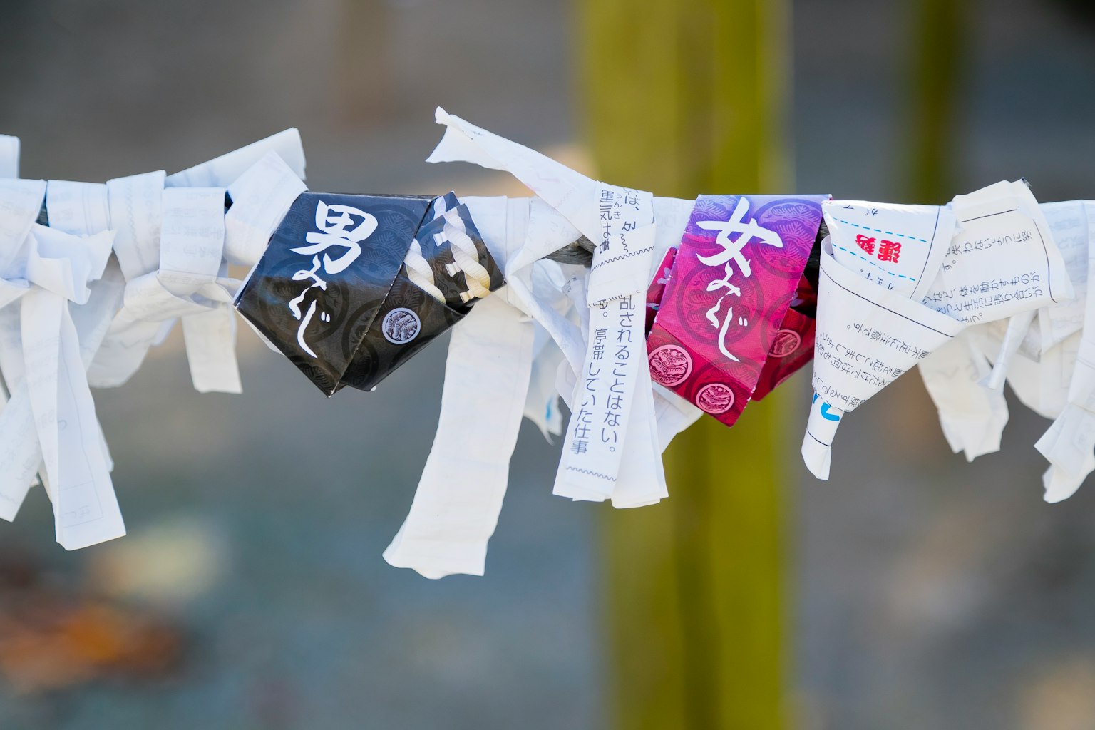 A collection of omikuji tied to a shrine featuring black and purple colors with white ribbons