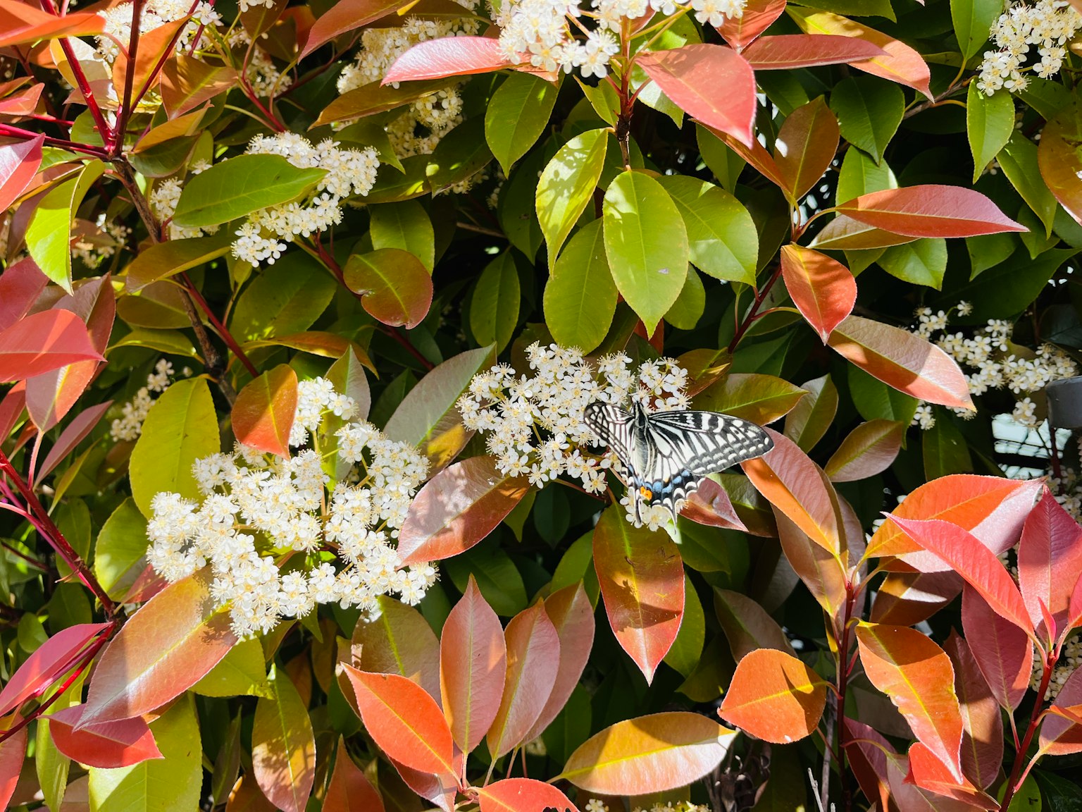 Schwarz-weißer Schmetterling sitzt auf einer Pflanze mit weißen Blumen und grünen und roten Blättern