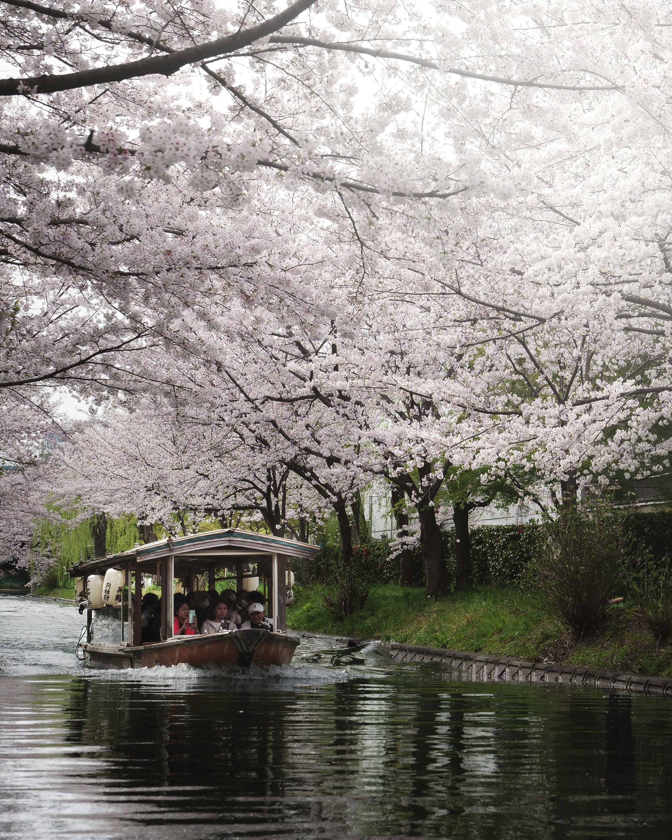 桜並木の川を進む屋形船の風景