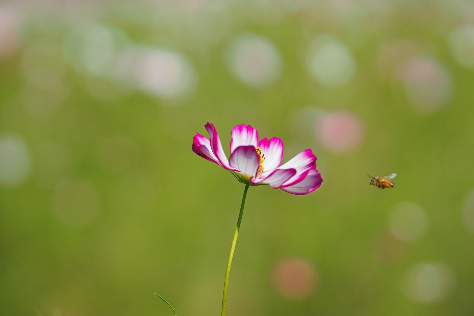 Una hermosa flor con pétalos rosas y blancos y una abeja sobre un suave fondo verde