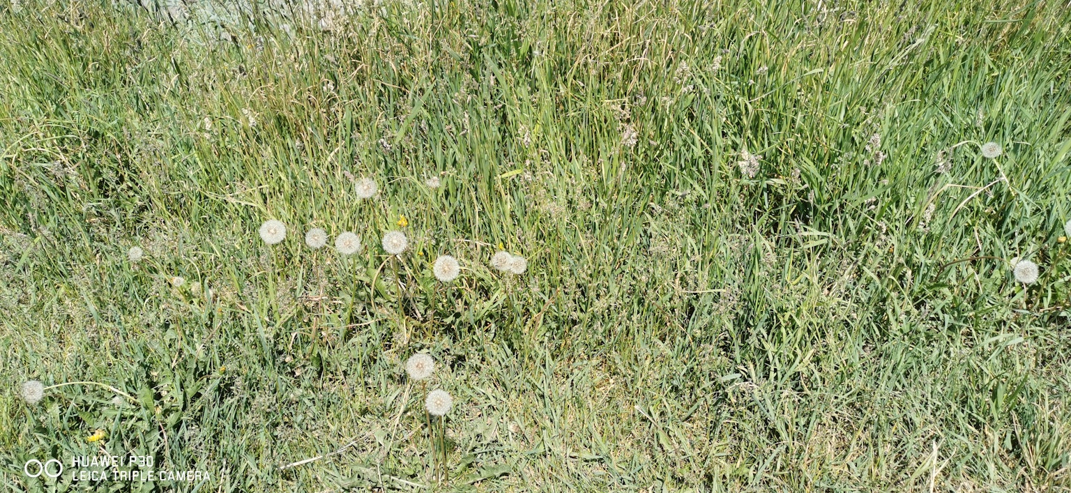 A grassy field with scattered white dandelion flowers