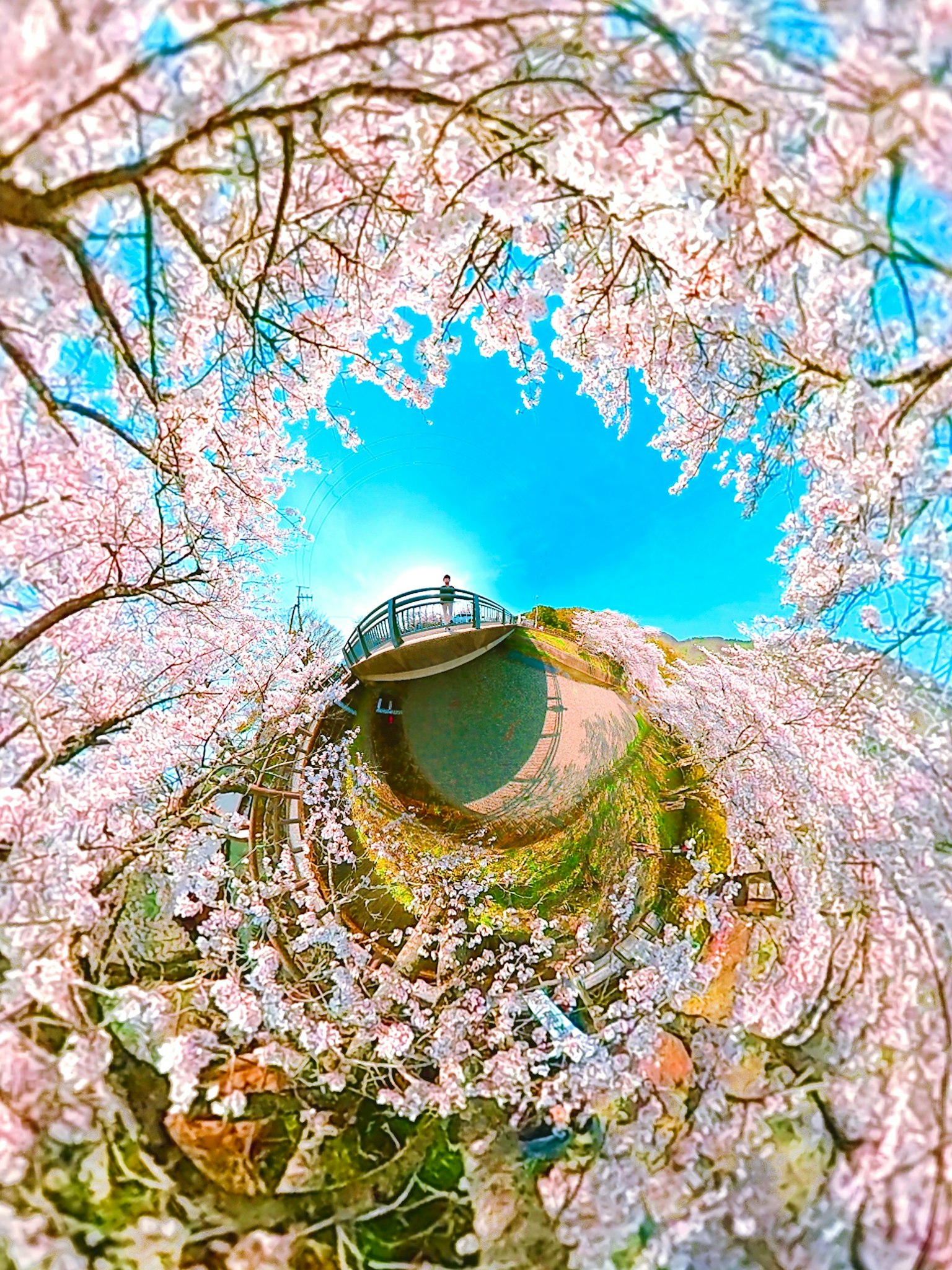 Beautiful landscape of cherry blossoms and a bridge under a blue sky