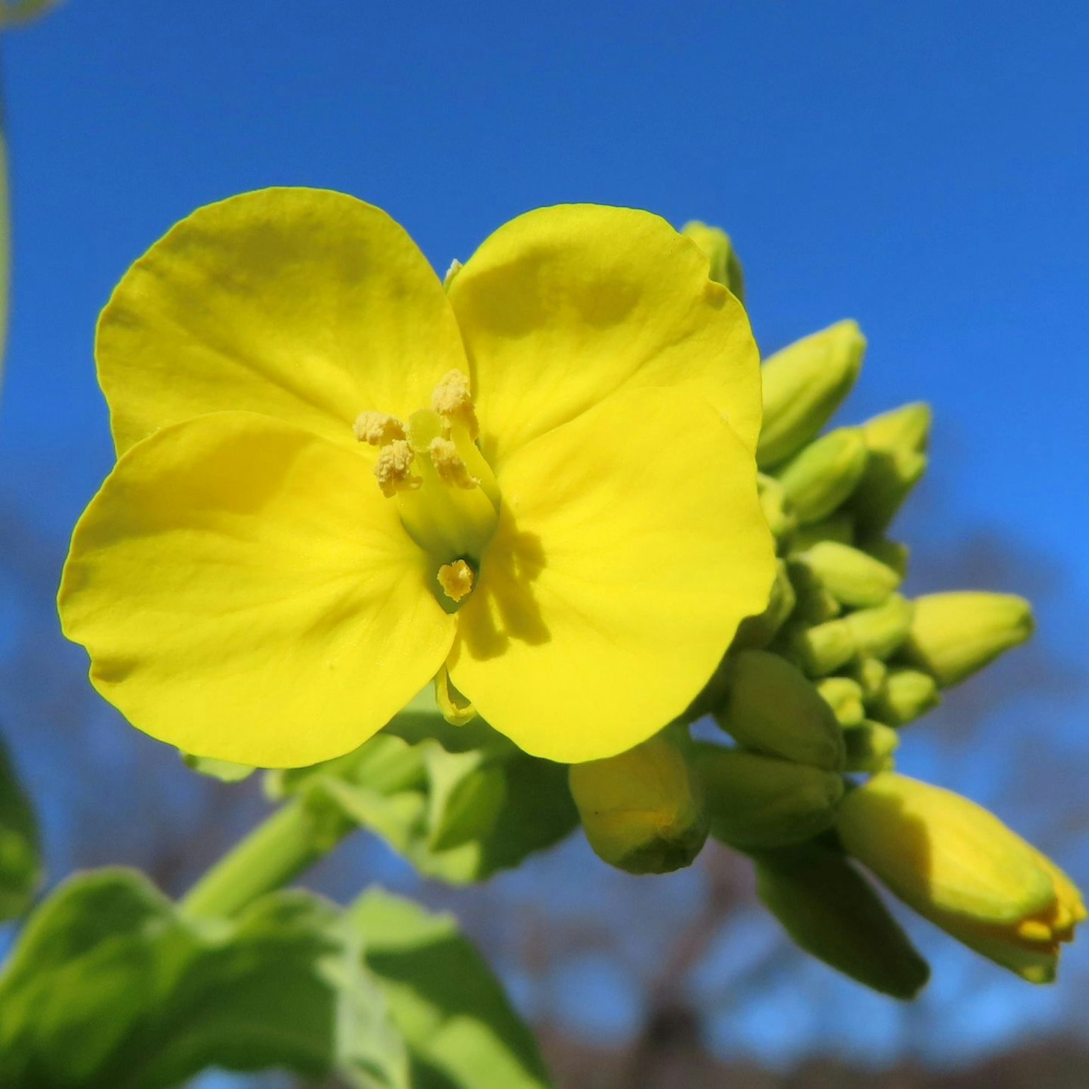Fiore giallo brillante con foglie verdi contro un cielo blu