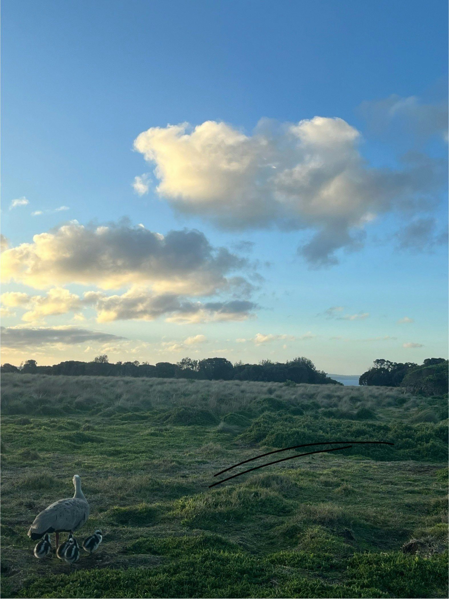 丘の上の草原と遠くの森、夕方の空に雲