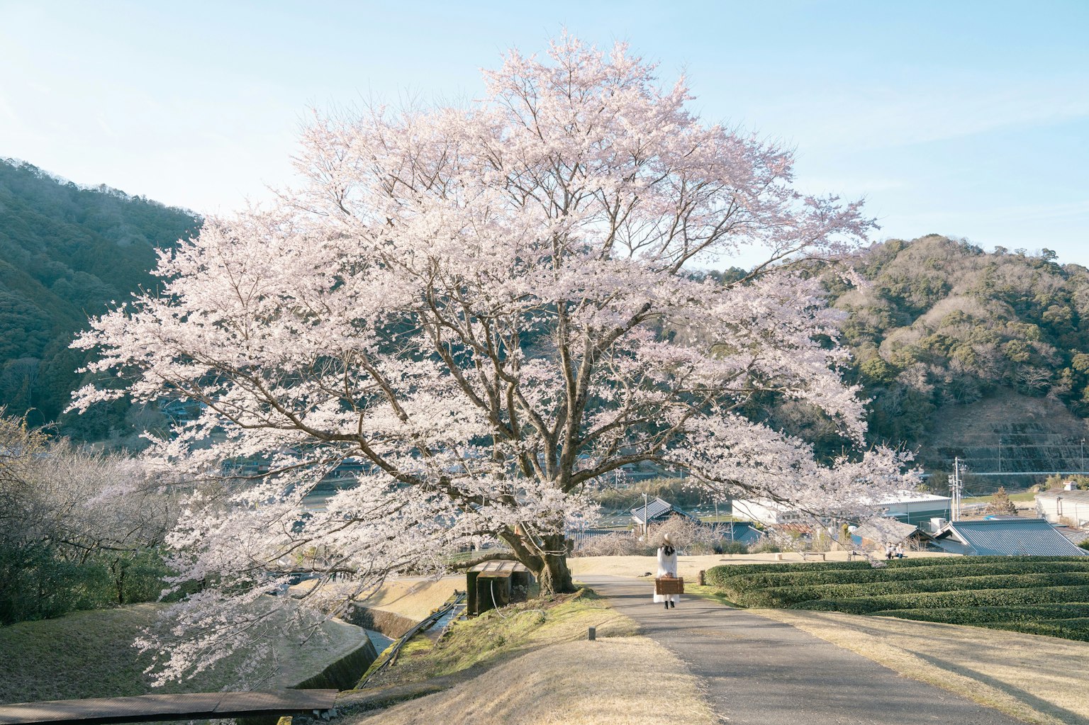 Un gran árbol de cerezo en flor bajo un cielo azul claro