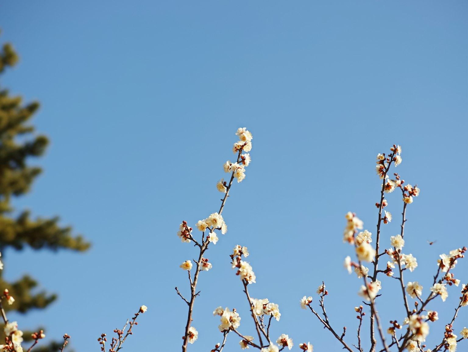 Branches avec des fleurs blanches sous un ciel bleu
