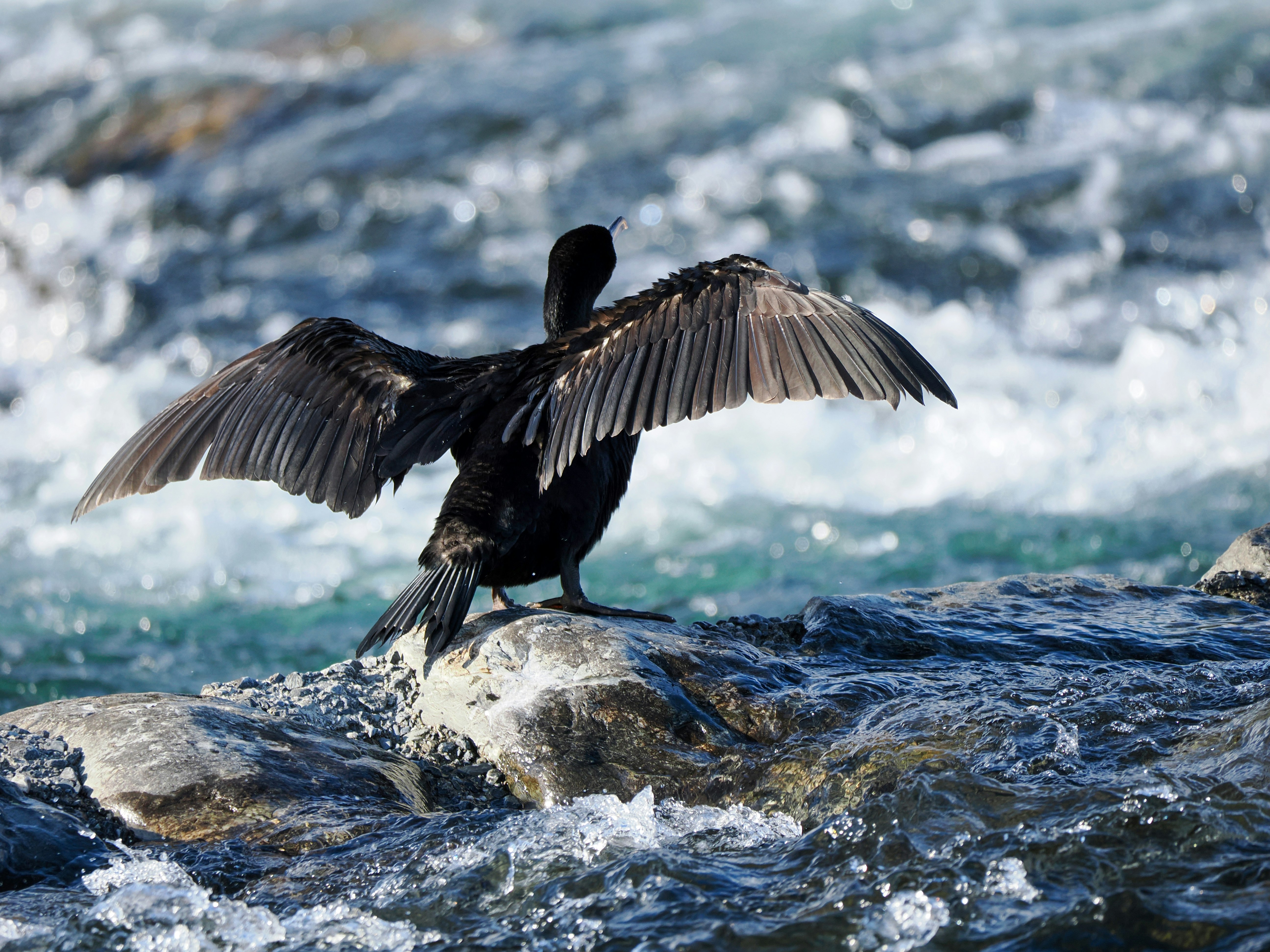 波打つ岩場に翼を広げる海鳥