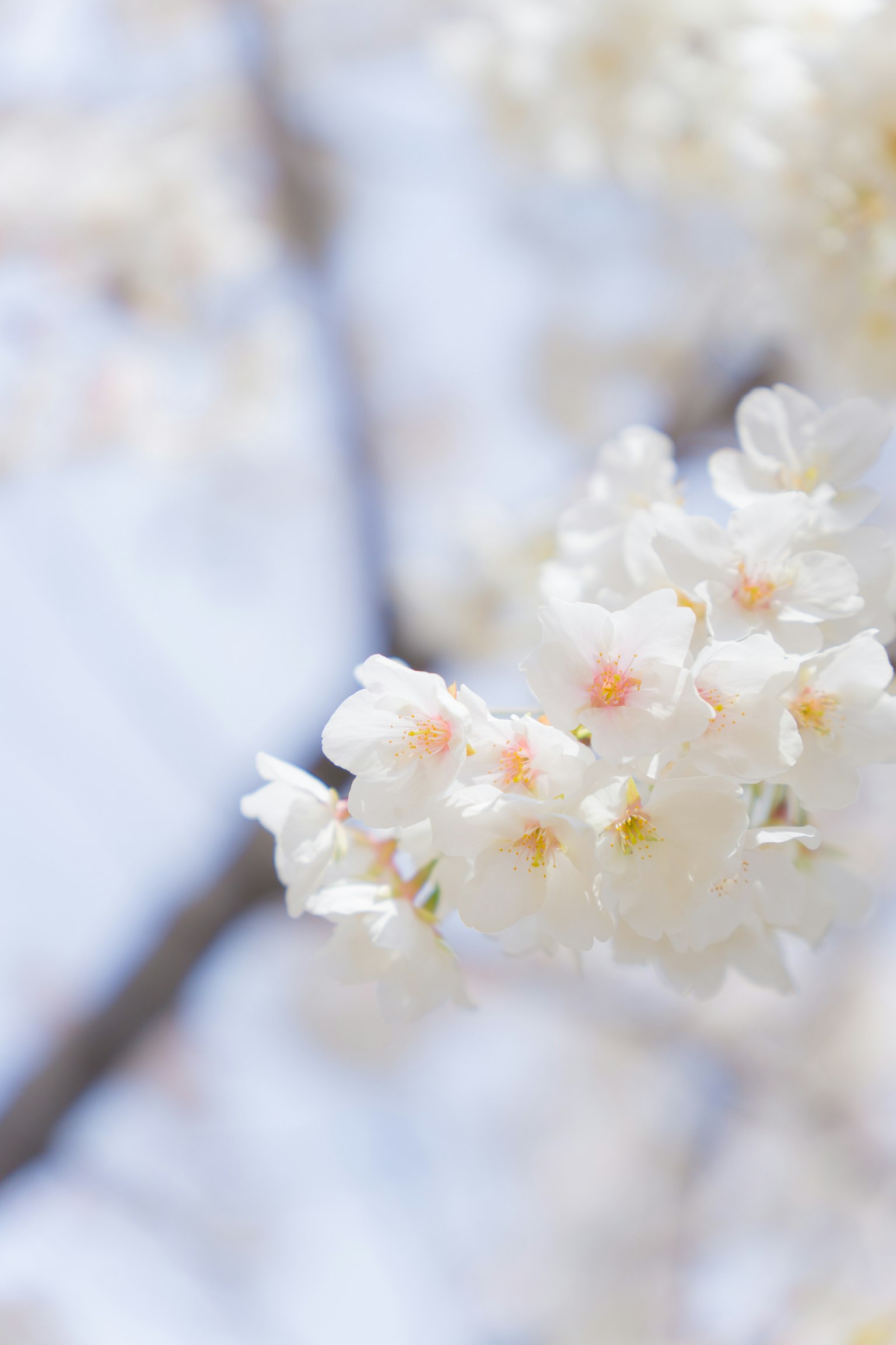 Gros plan de fleurs de cerisier blanches en fleurs sur une branche