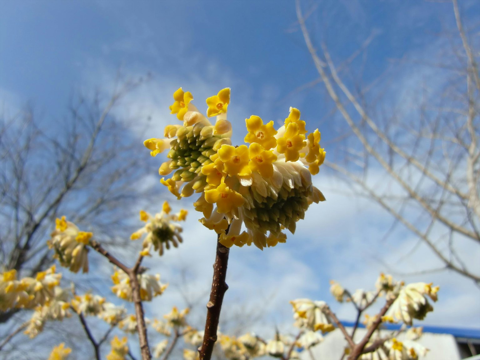 Rama con flores amarillas contra un cielo azul
