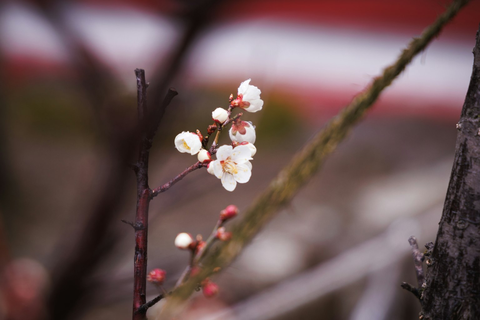 白色花朵的枝条特写，模糊的红色条纹背景