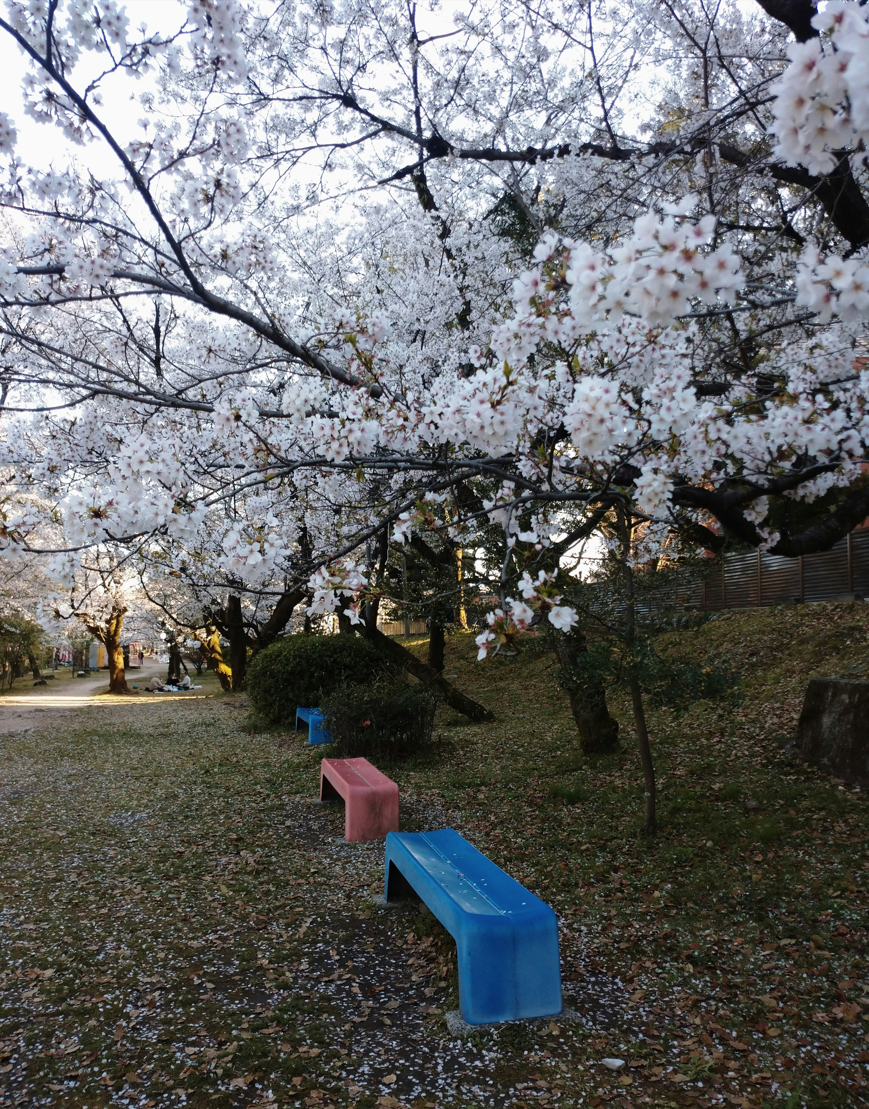 桜の並木の下にあるベンチ