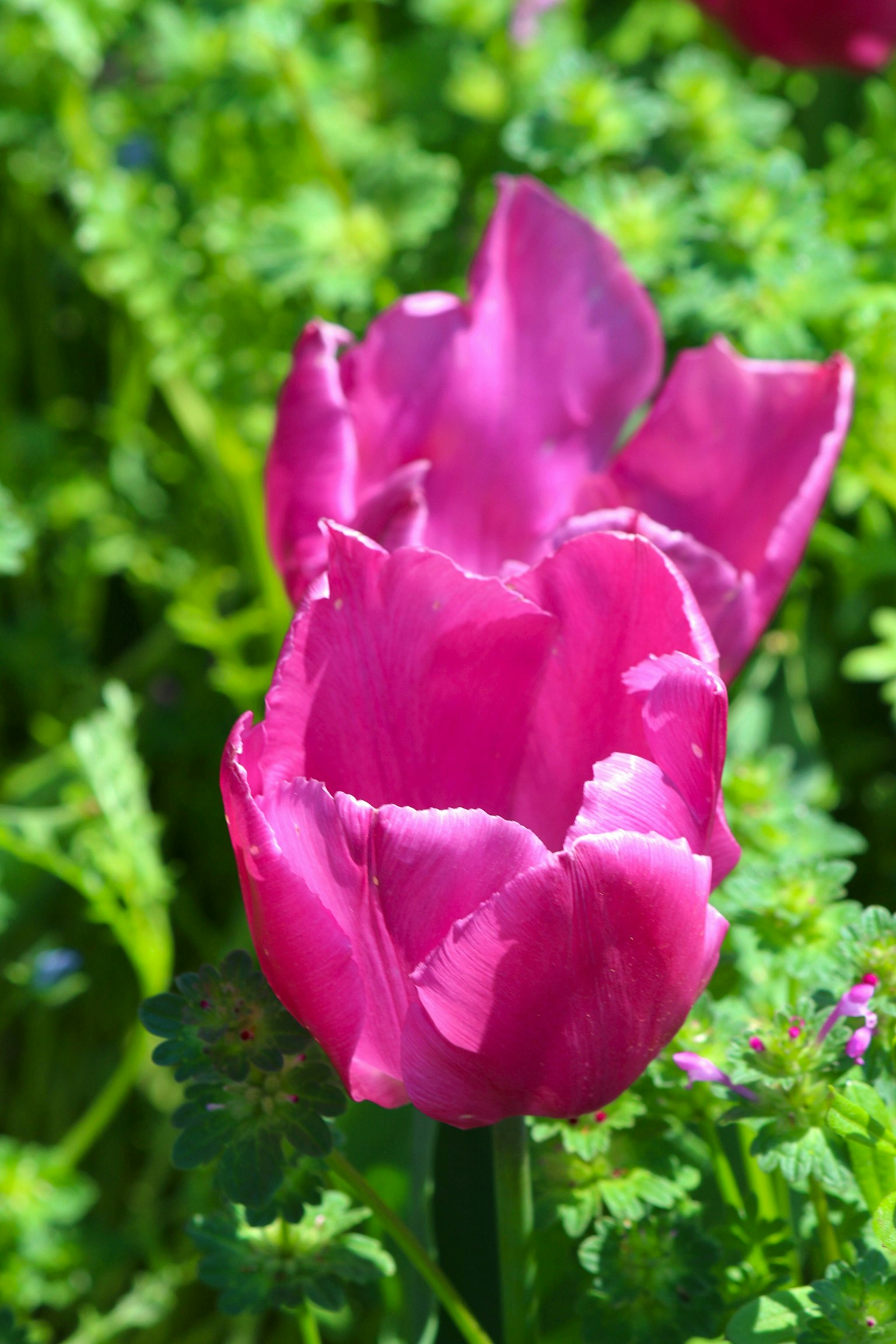 Tulip merah muda cerah dikelilingi oleh dedaunan hijau