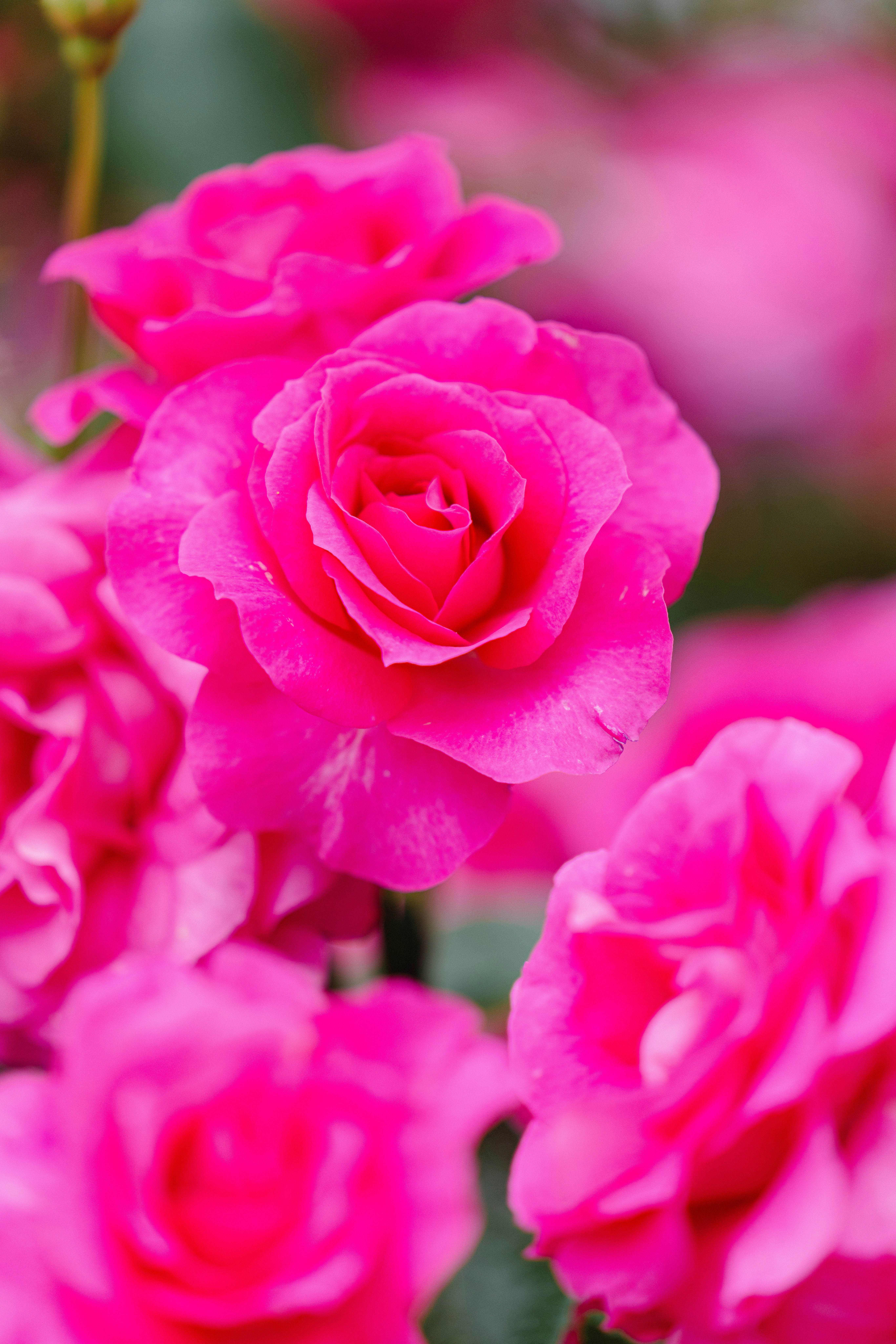 鮮やかなピンクのバラの花のクローズアップ