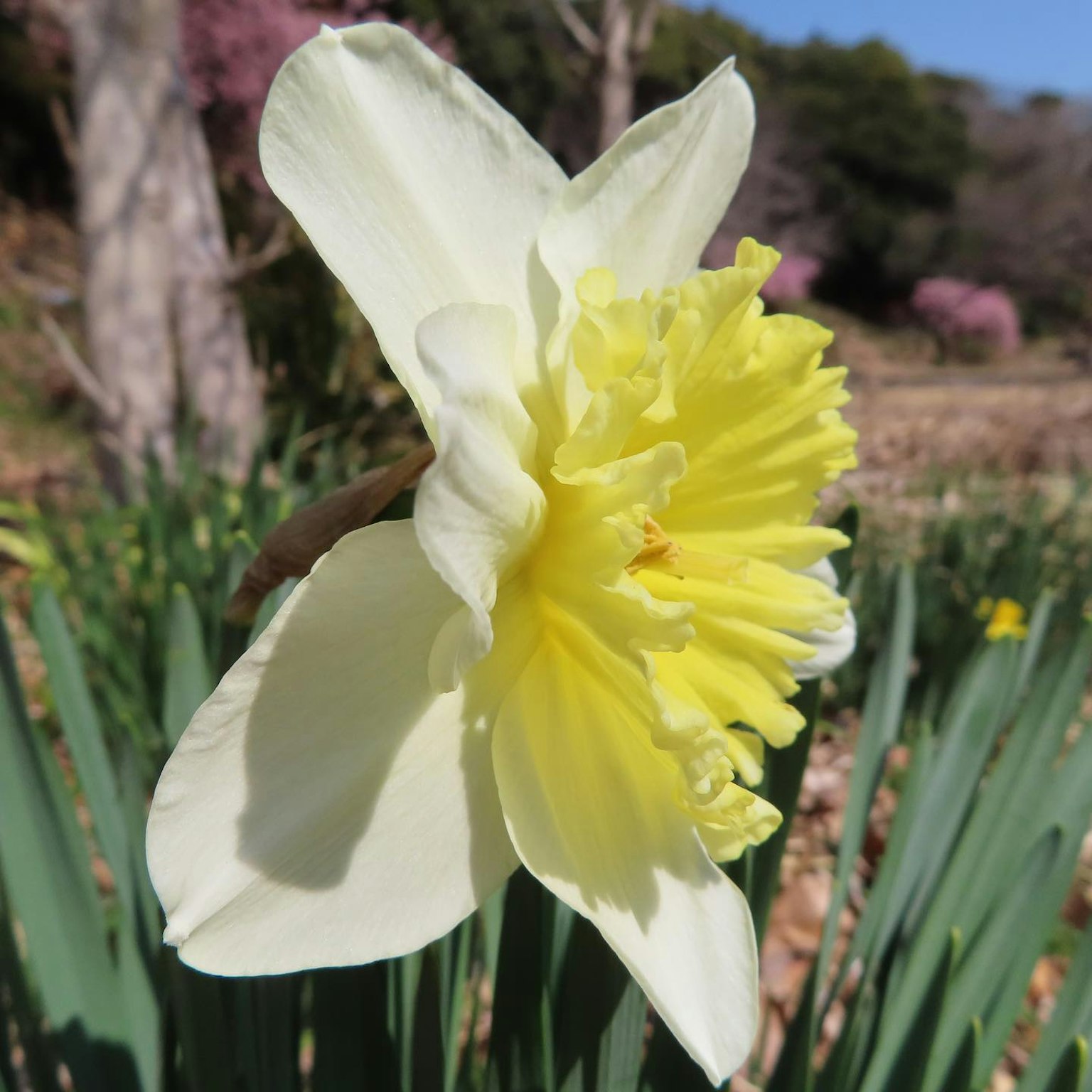A beautiful landscape featuring a blooming yellow daffodil flower