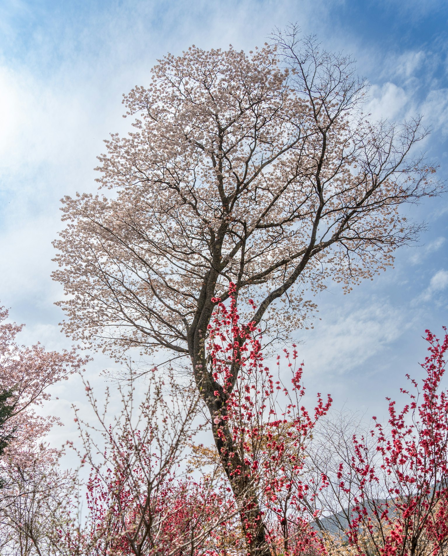 春天樱花树与蓝天