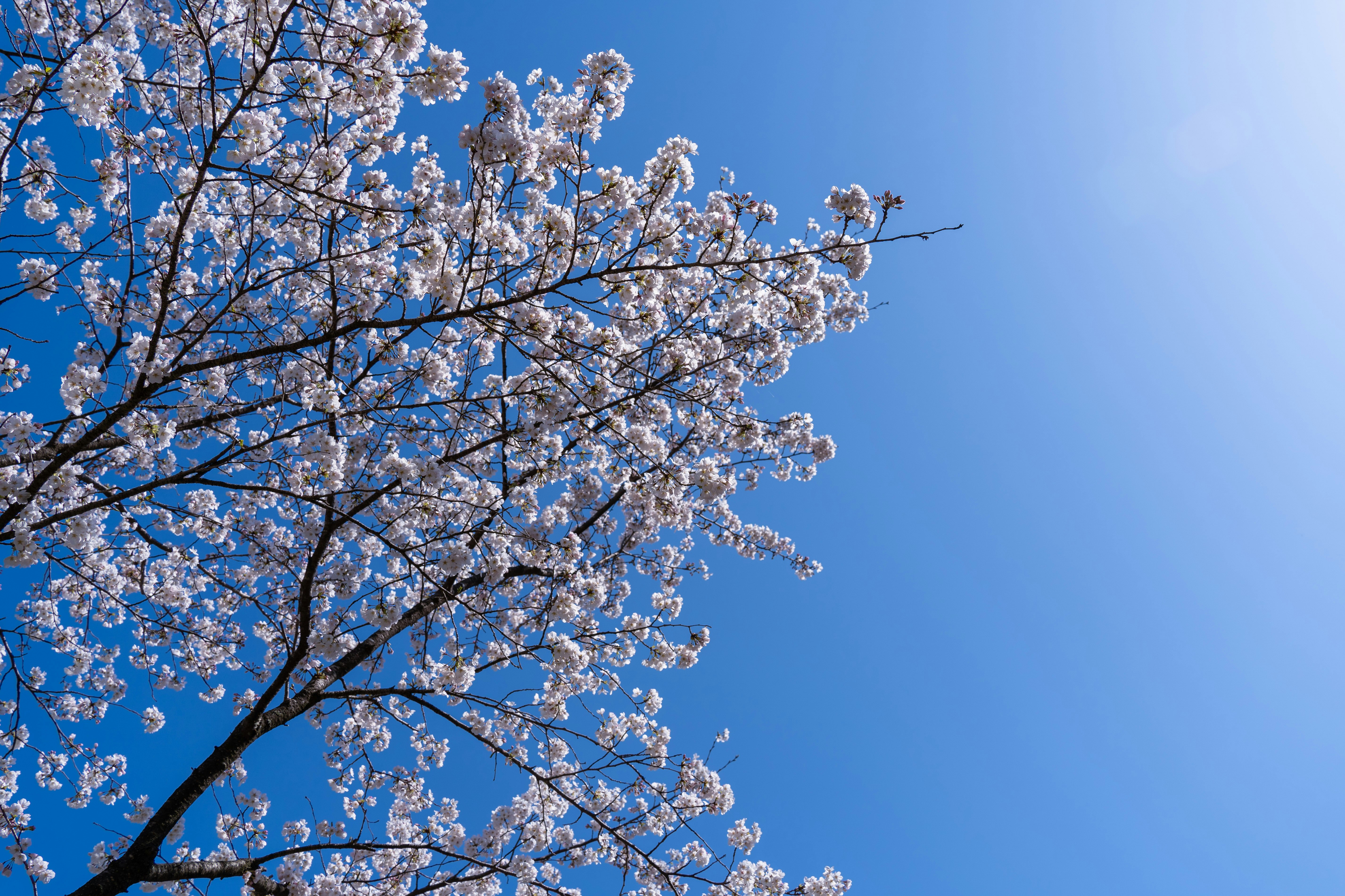 青空に広がる桜の枝先