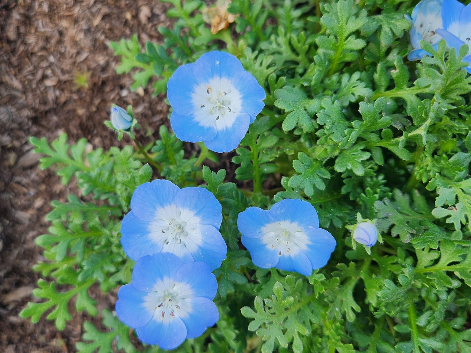 Tampilan atas tanaman dengan bunga biru dan daun hijau