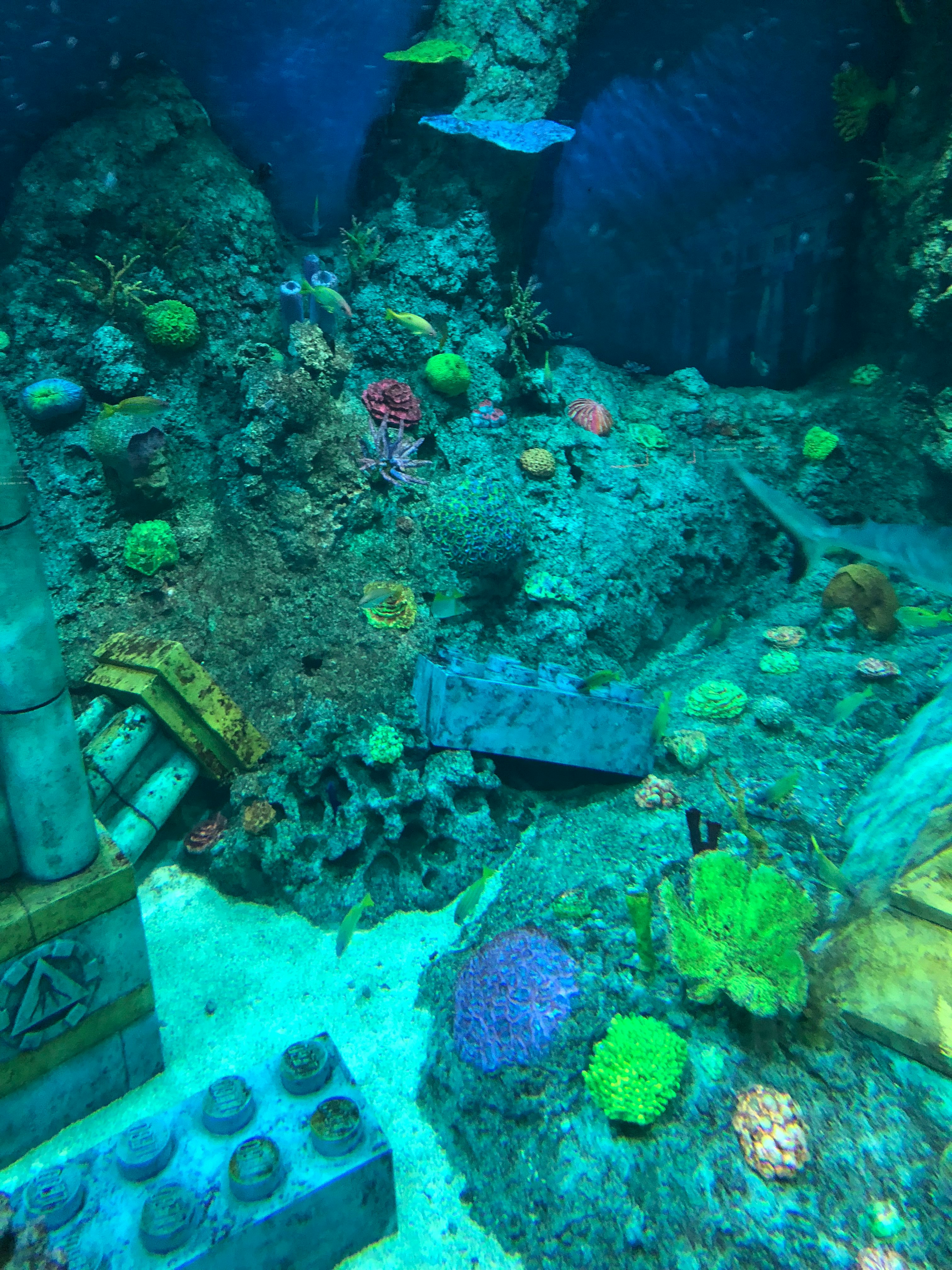 海底沉沒遺跡與魚群的水下景象