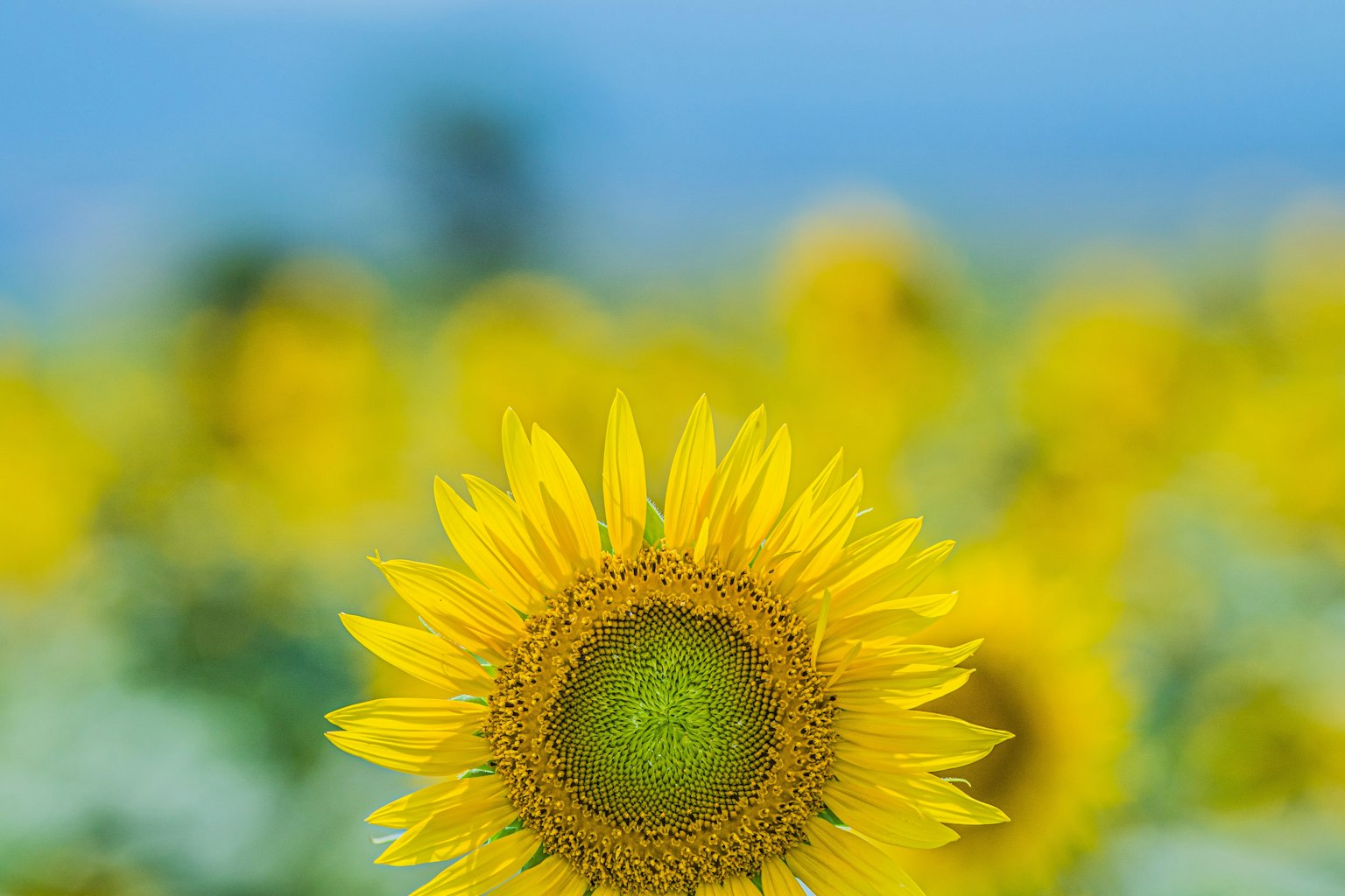 A sunflower in the foreground with bright yellow petals under a blue sky