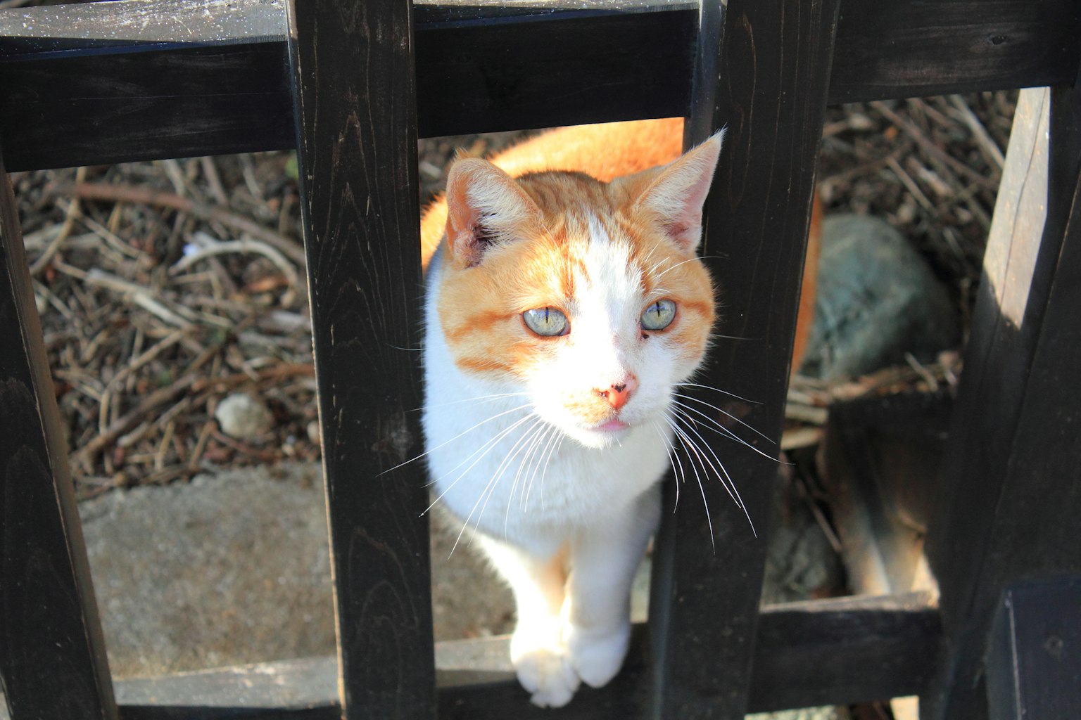 Orange-weiße Katze, die durch einen schwarzen Zaun schaut