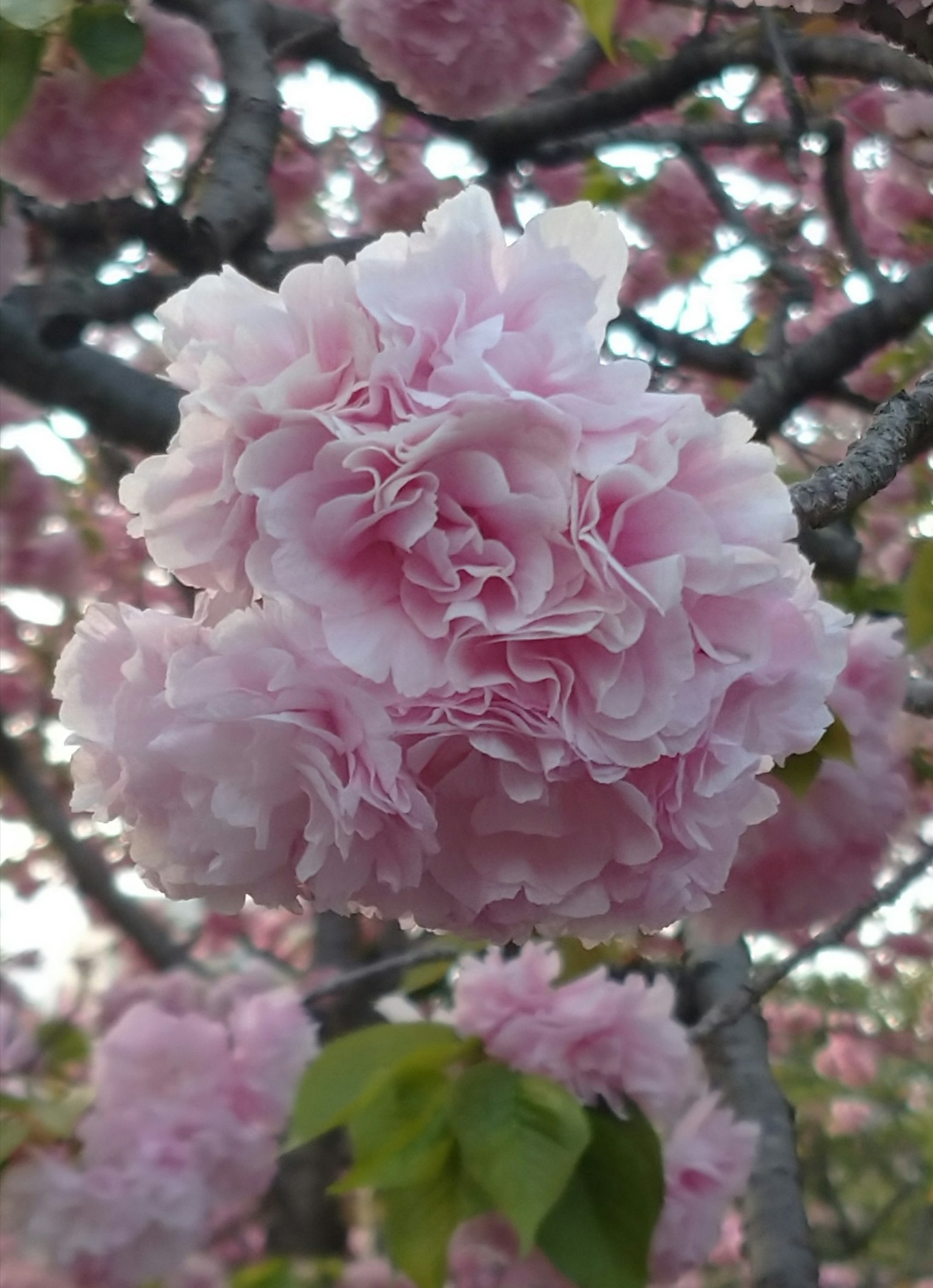 Primo piano di fiori di ciliegio in fiore con petali rosa sovrapposti