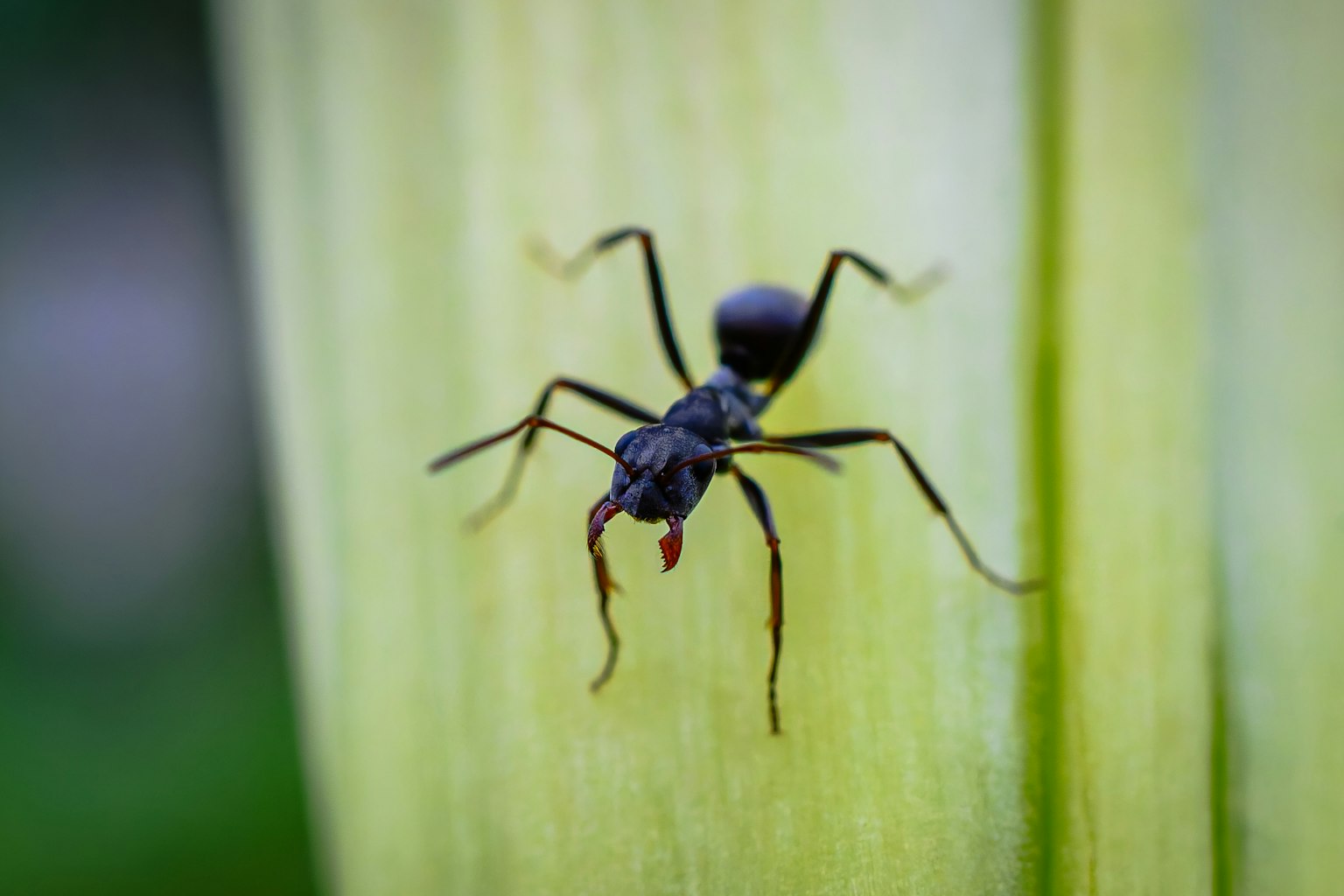 Gros plan d'une fourmi noire sur une feuille verte